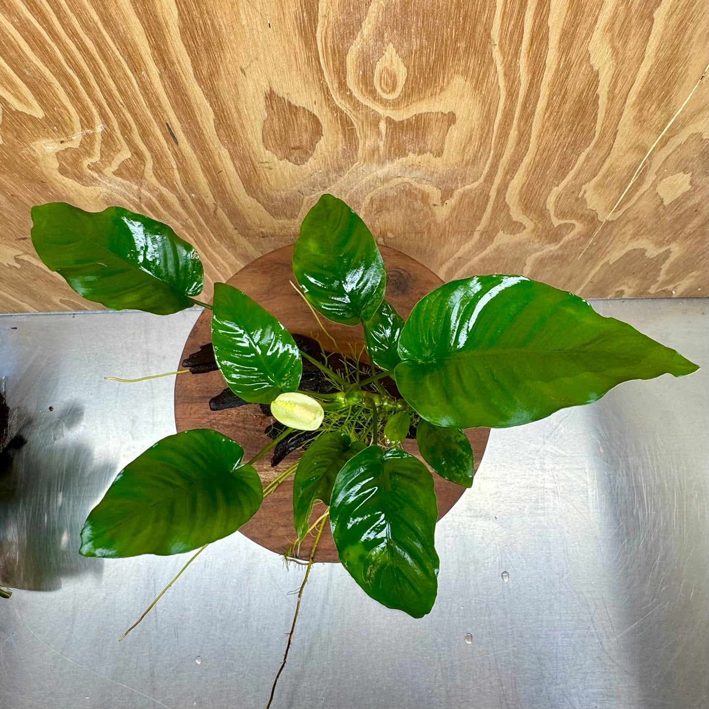 Pisces Enterprises One Only Anubias 'Old Type Barteri' on Medium Driftwood Creation - ONE ONLY - Dramatic Anubias Old Barteri on Medium Driftwood - One Only Dramatic Scapeshop