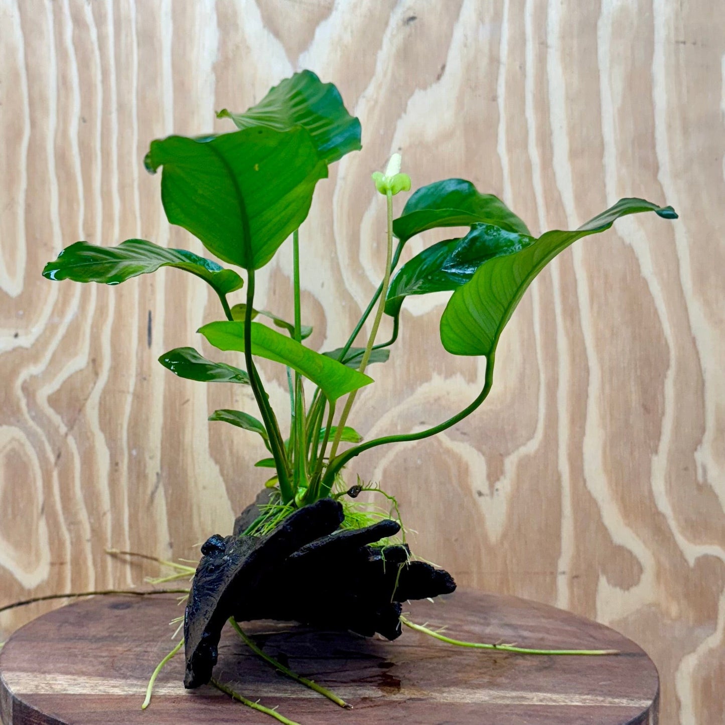 Pisces Enterprises One Only Anubias 'Old Type Barteri' on Medium Driftwood Creation - ONE ONLY - Dramatic Anubias Old Barteri on Medium Driftwood - One Only Dramatic Scapeshop