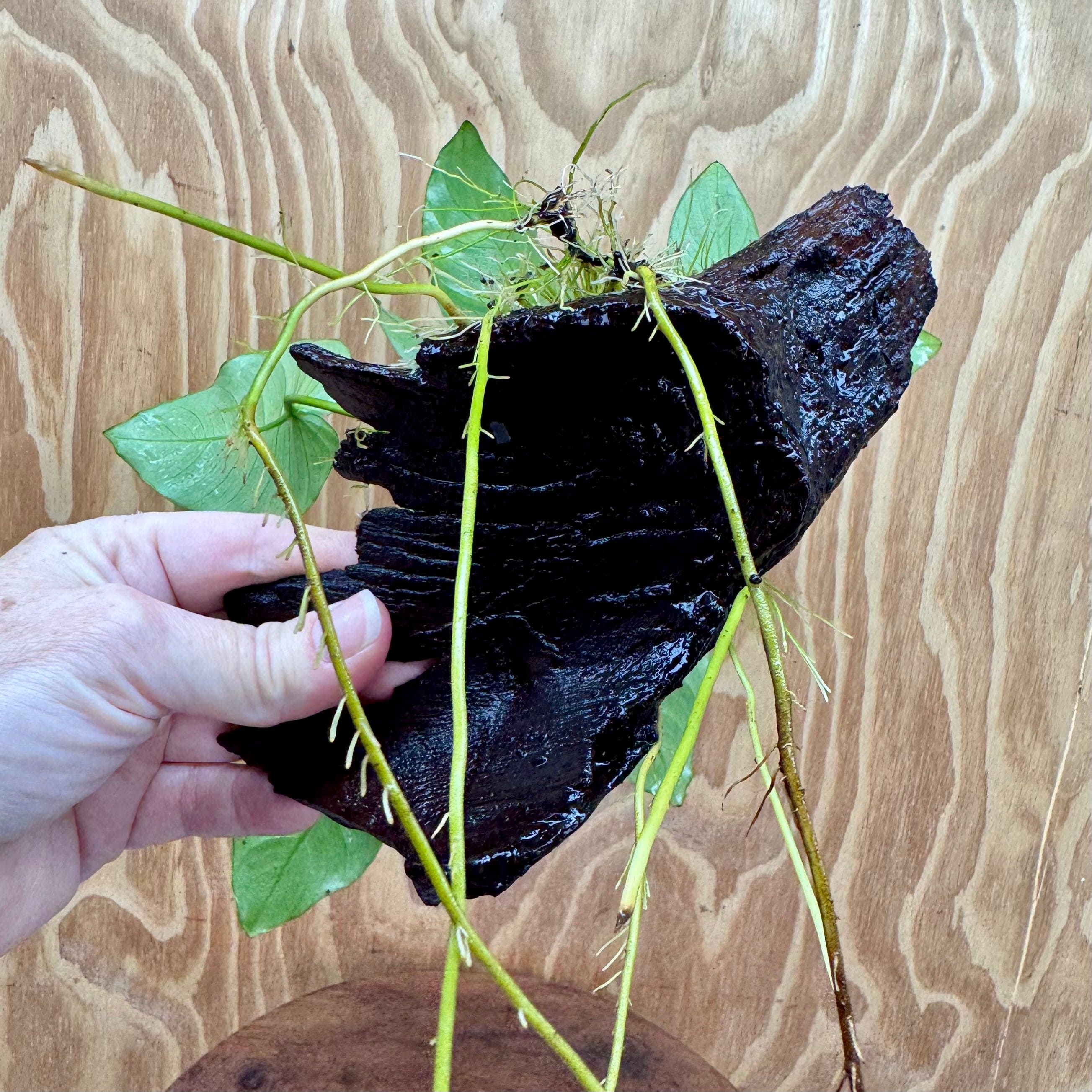Pisces Enterprises One Only Anubias 'Old Type Barteri' on Medium Driftwood Creation - ONE ONLY - Dramatic Anubias Old Barteri on Medium Driftwood - One Only Dramatic Scapeshop