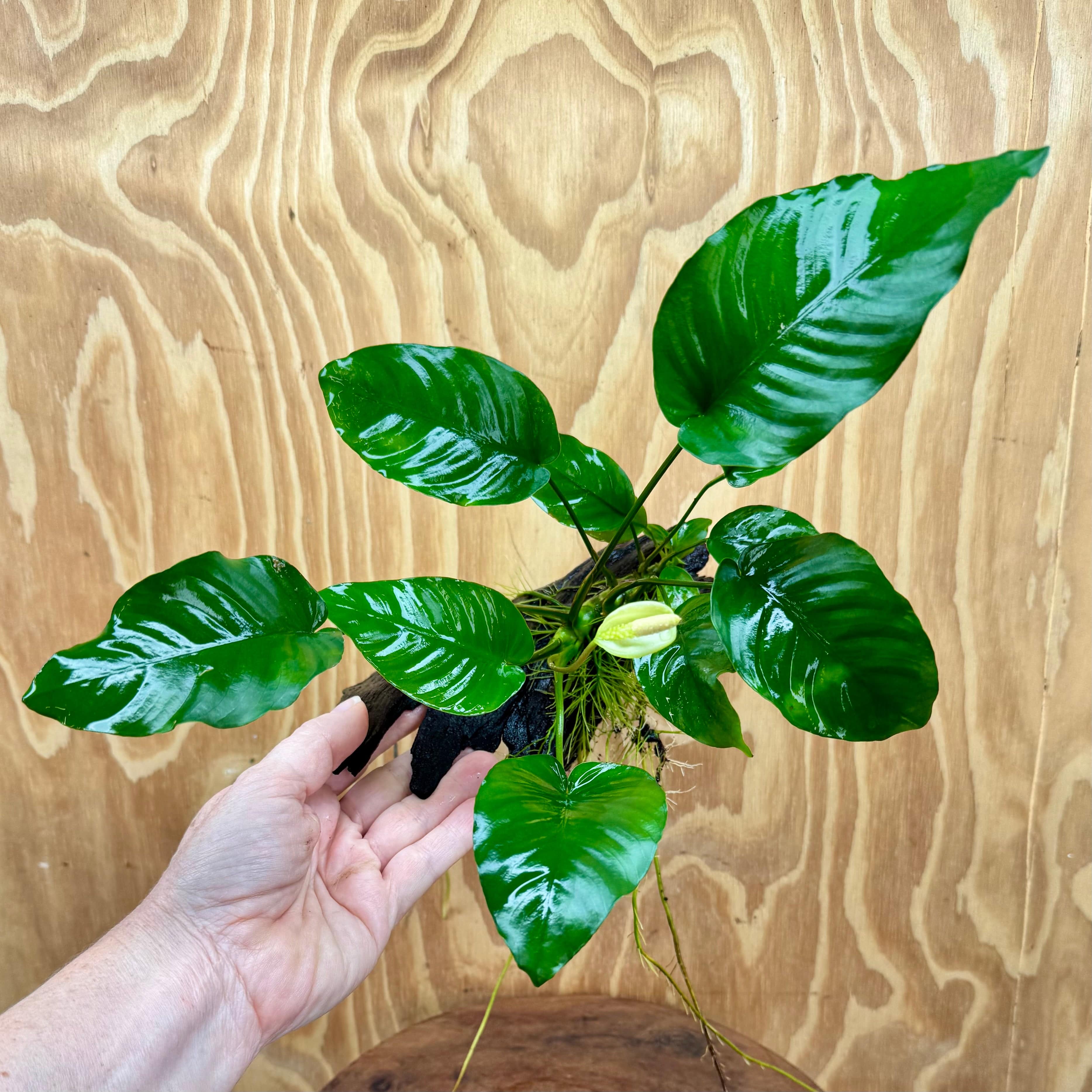 Pisces Enterprises One Only Anubias 'Old Type Barteri' on Medium Driftwood Creation - ONE ONLY - Dramatic Anubias Old Barteri on Medium Driftwood - One Only Dramatic Scapeshop