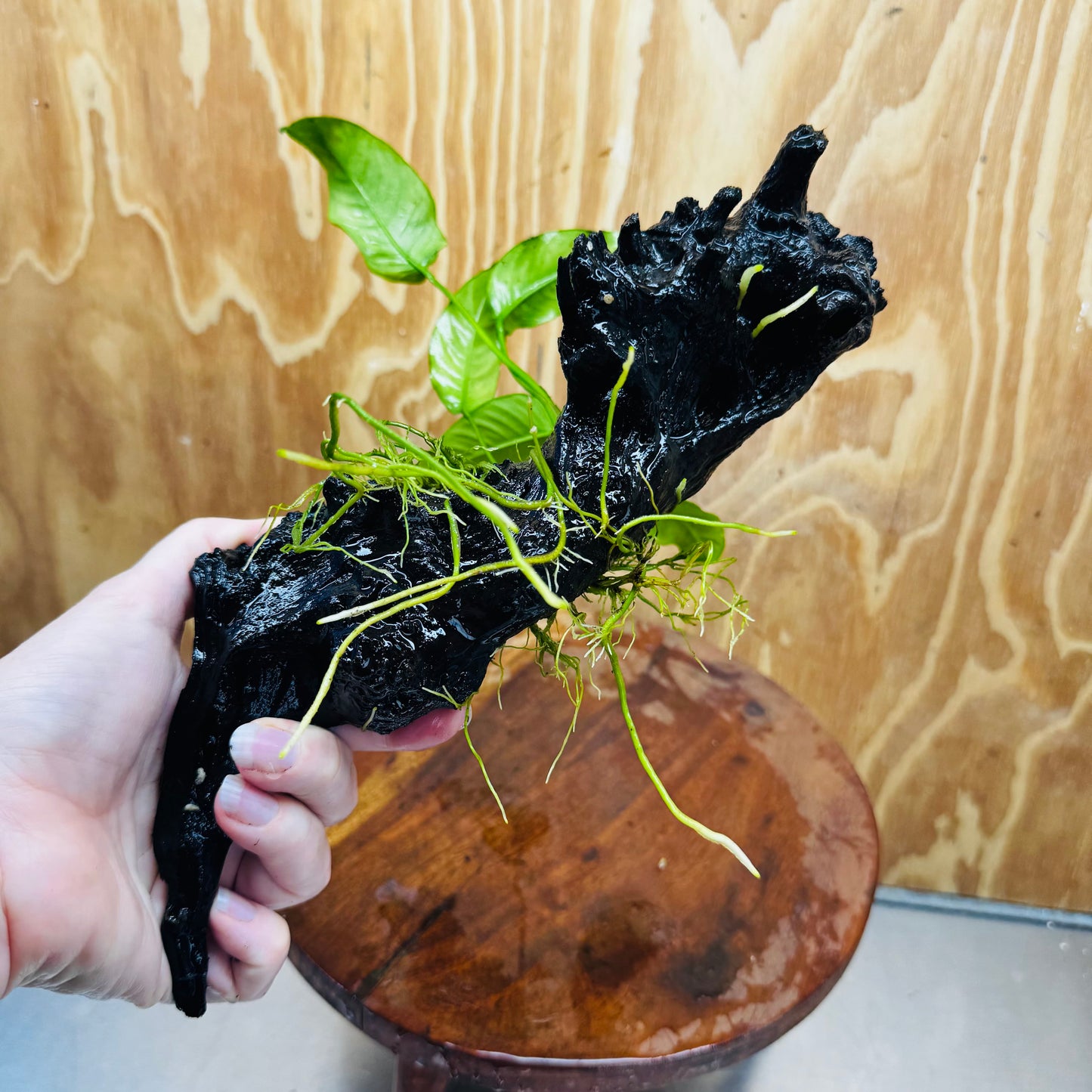 Pisces Enterprises One Only Anubias 'Old Type Barteri' on Medium Driftwood Creation - ONE ONLY - Dramatic Anubias Old Barteri on Medium Driftwood - One Only Dramatic Scapeshop