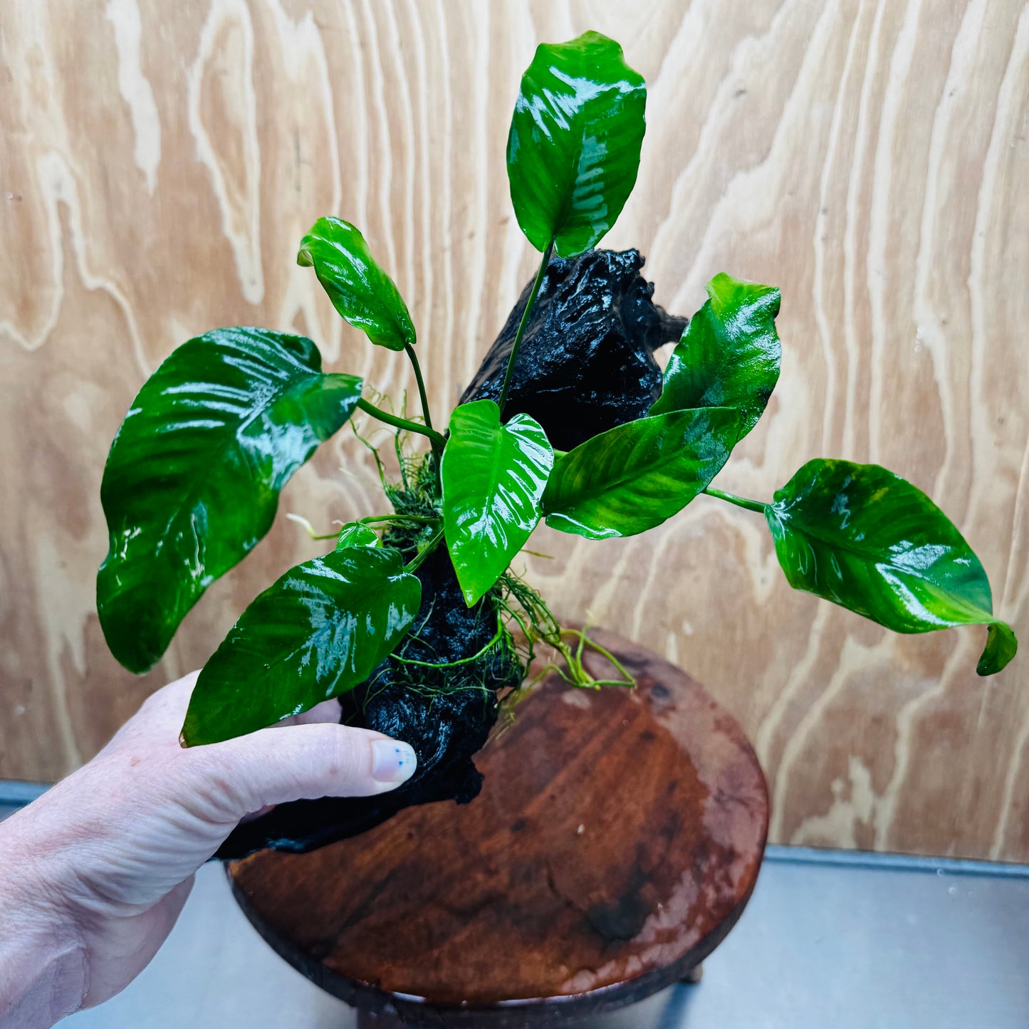 Pisces Enterprises One Only Anubias 'Old Type Barteri' on Medium Driftwood Creation - ONE ONLY - Dramatic Anubias Old Barteri on Medium Driftwood - One Only Dramatic Scapeshop