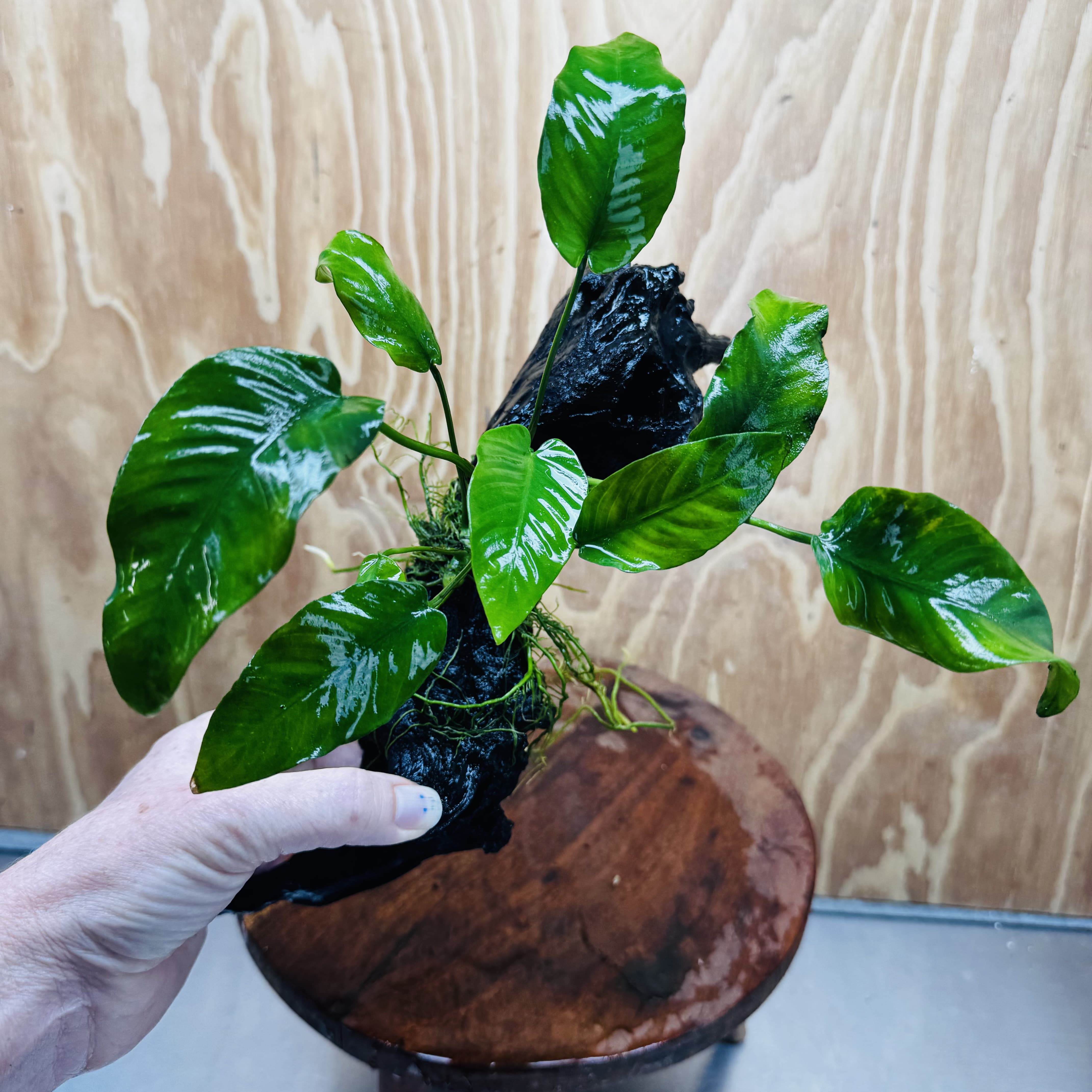 Pisces Enterprises One Only Anubias 'Old Type Barteri' on Medium Driftwood Creation - ONE ONLY - Dramatic Anubias Old Barteri on Medium Driftwood - One Only Dramatic Scapeshop