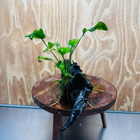 Pisces Enterprises One Only Anubias 'Old Type Barteri' on Medium Driftwood Creation - ONE ONLY - Dramatic Anubias Old Barteri on Medium Driftwood - One Only Dramatic Scapeshop