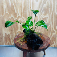 Pisces Enterprises One Only Anubias 'Old Type Barteri' on Medium Driftwood Creation - ONE ONLY - Dramatic Anubias Old Barteri on Medium Driftwood - One Only Dramatic Scapeshop