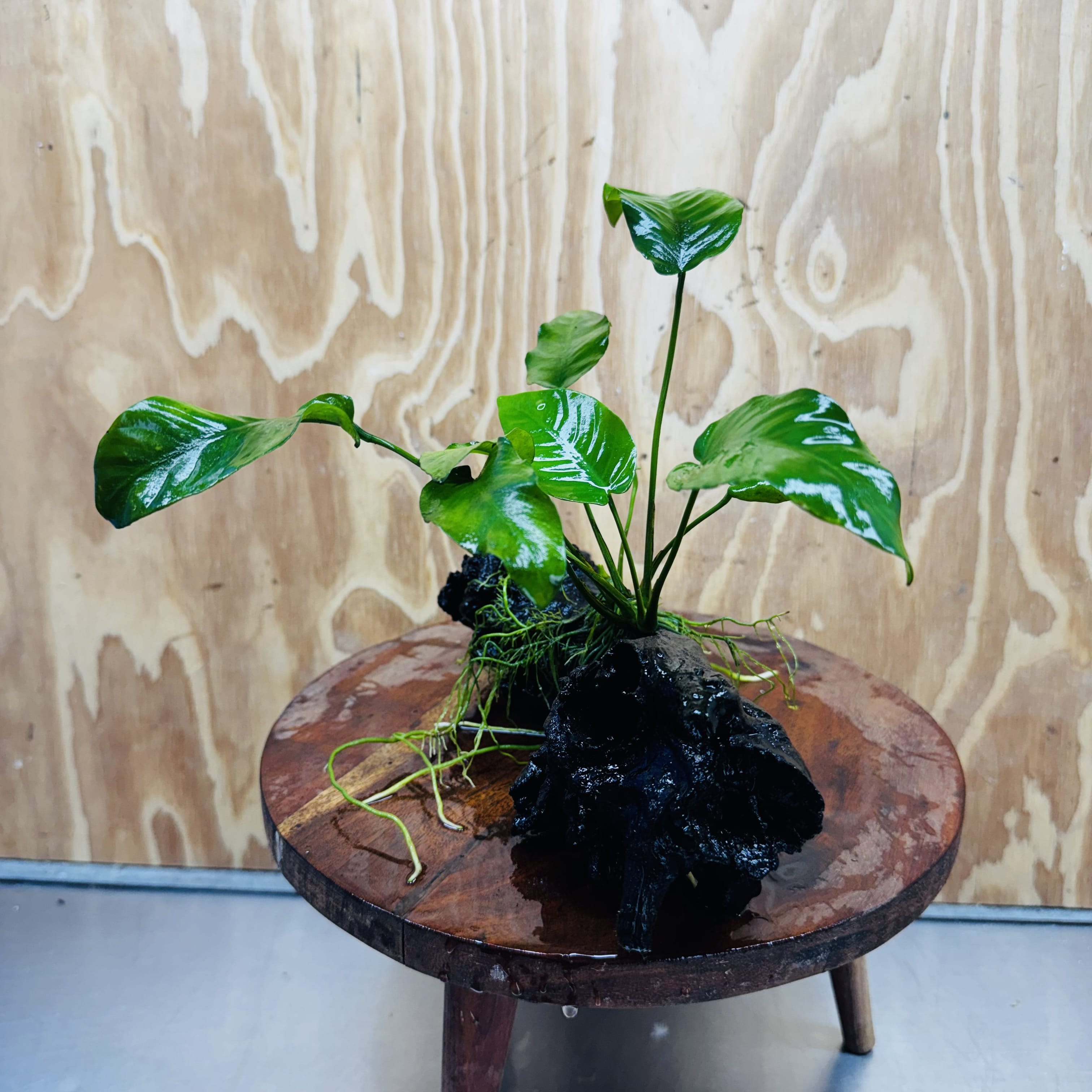 Pisces Enterprises One Only Anubias 'Old Type Barteri' on Medium Driftwood Creation - ONE ONLY - Dramatic Anubias Old Barteri on Medium Driftwood - One Only Dramatic Scapeshop