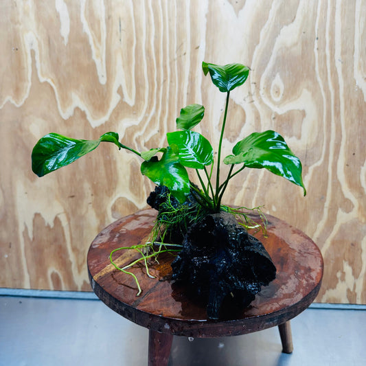 Pisces Enterprises One Only Anubias 'Old Type Barteri' on Medium Driftwood Creation - ONE ONLY - Dramatic Anubias Old Barteri on Medium Driftwood - One Only Dramatic Scapeshop