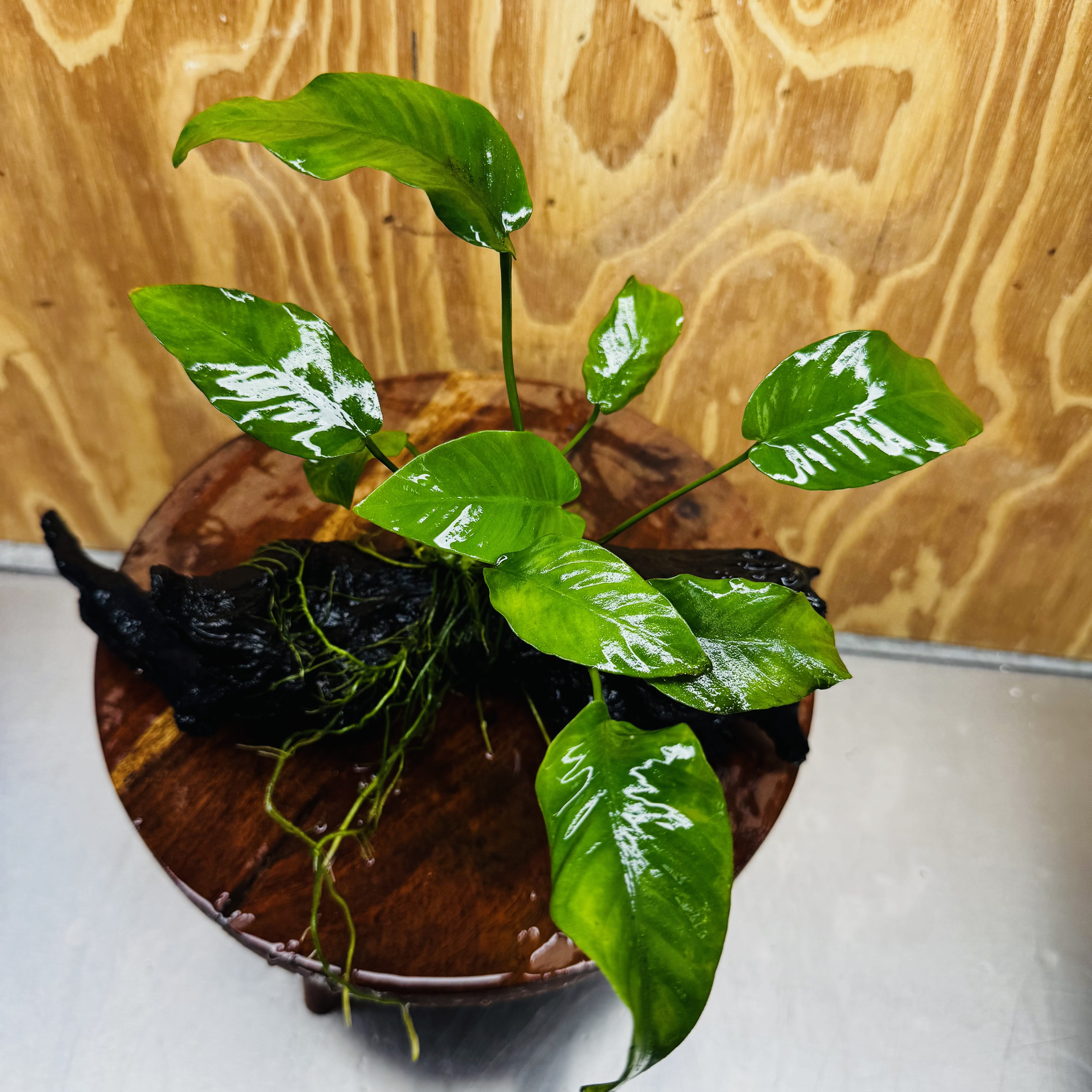 Pisces Enterprises One Only Anubias 'Old Type Barteri' on Medium Driftwood Creation - ONE ONLY - Dramatic Anubias Old Barteri on Medium Driftwood - One Only Dramatic Scapeshop