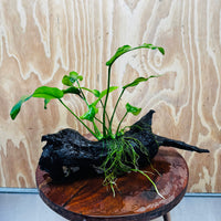 Pisces Enterprises One Only Anubias 'Old Type Barteri' on Medium Driftwood Creation - ONE ONLY - Dramatic Anubias Old Barteri on Medium Driftwood - One Only Dramatic Scapeshop