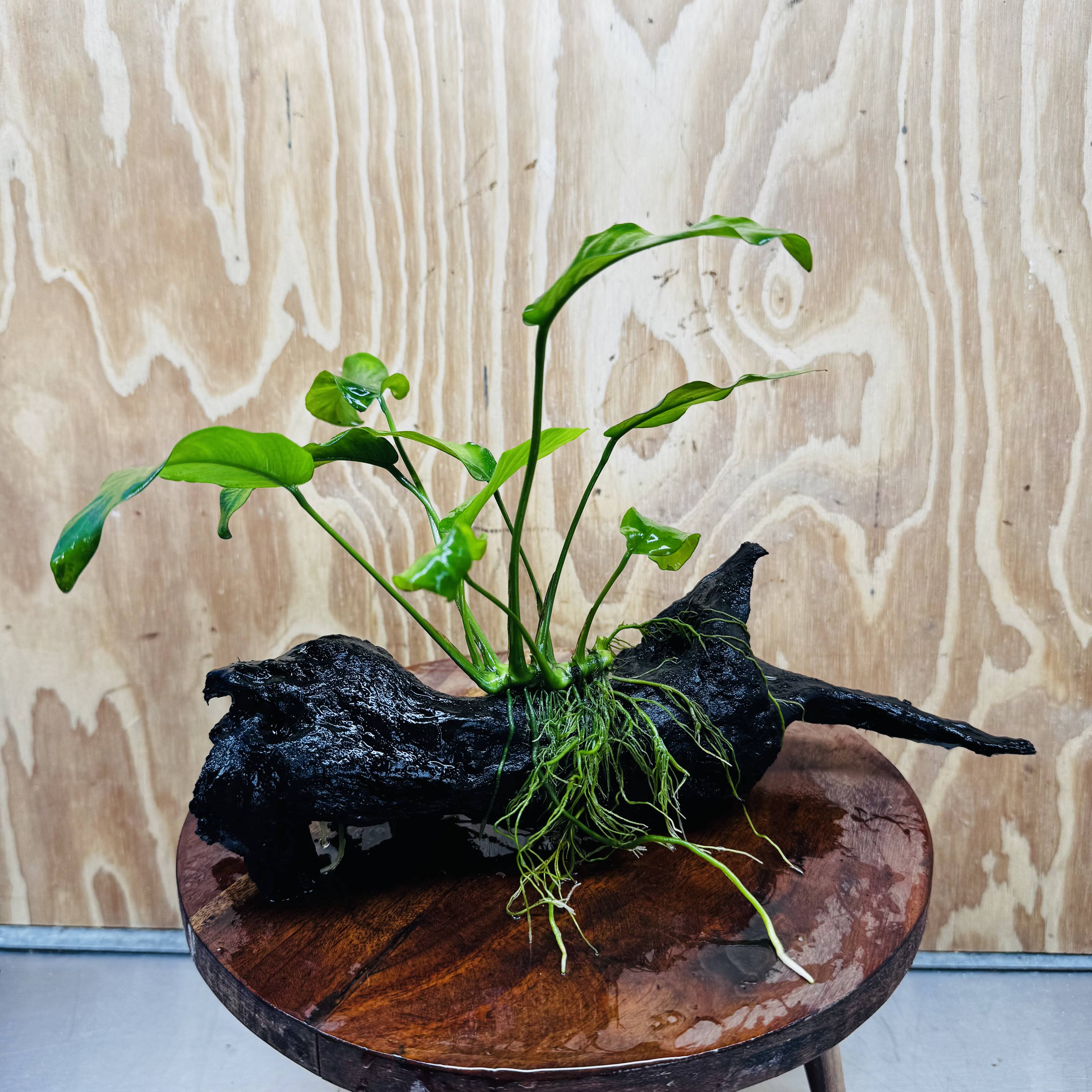 Pisces Enterprises One Only Anubias 'Old Type Barteri' on Medium Driftwood Creation - ONE ONLY - Dramatic Anubias Old Barteri on Medium Driftwood - One Only Dramatic Scapeshop