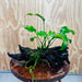Pisces Enterprises One Only Anubias 'Old Type Barteri' on Medium Driftwood Creation - ONE ONLY - Dramatic Anubias Old Barteri on Medium Driftwood - One Only Dramatic Scapeshop