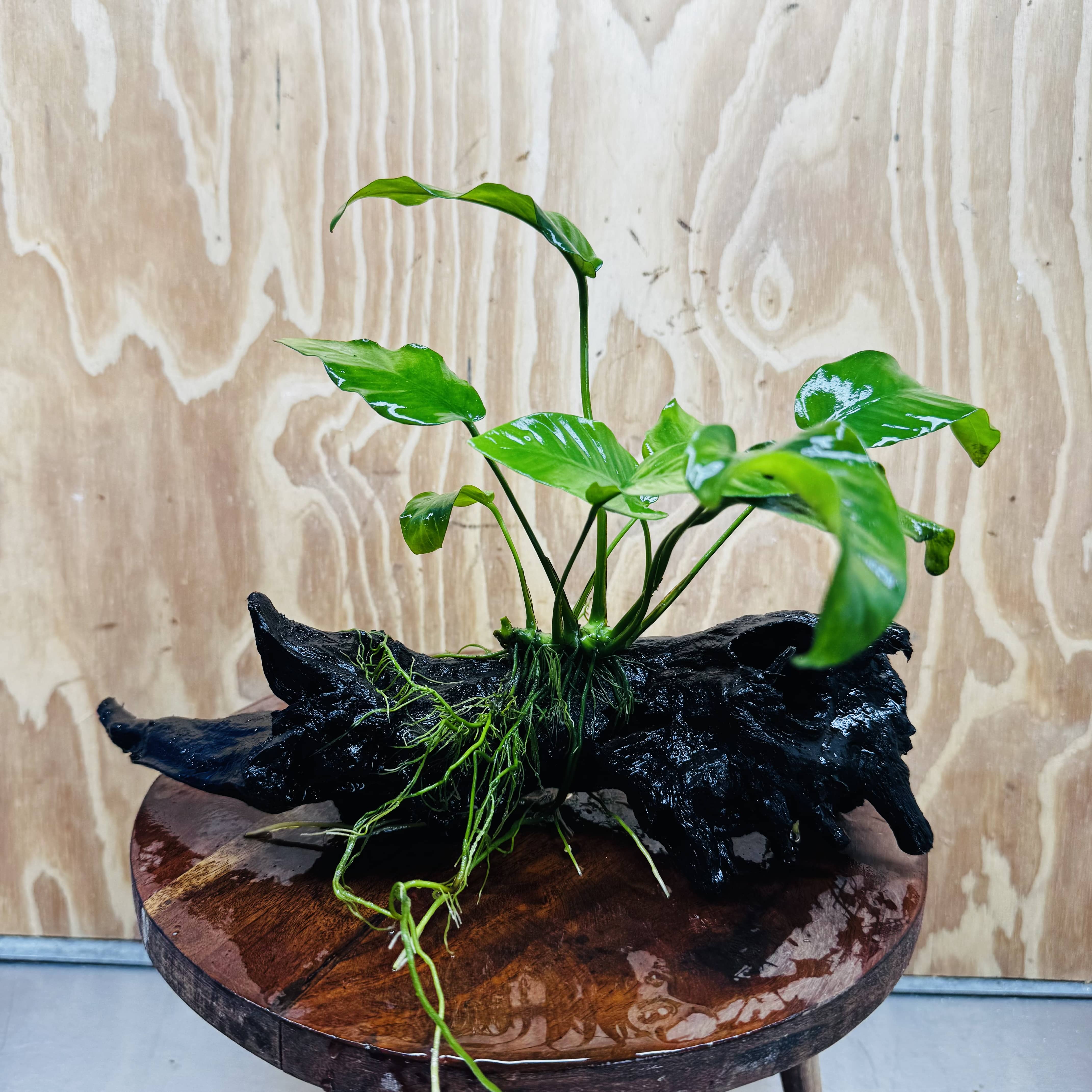 Pisces Enterprises One Only Anubias 'Old Type Barteri' on Medium Driftwood Creation - ONE ONLY - Dramatic Anubias Old Barteri on Medium Driftwood - One Only Dramatic Scapeshop
