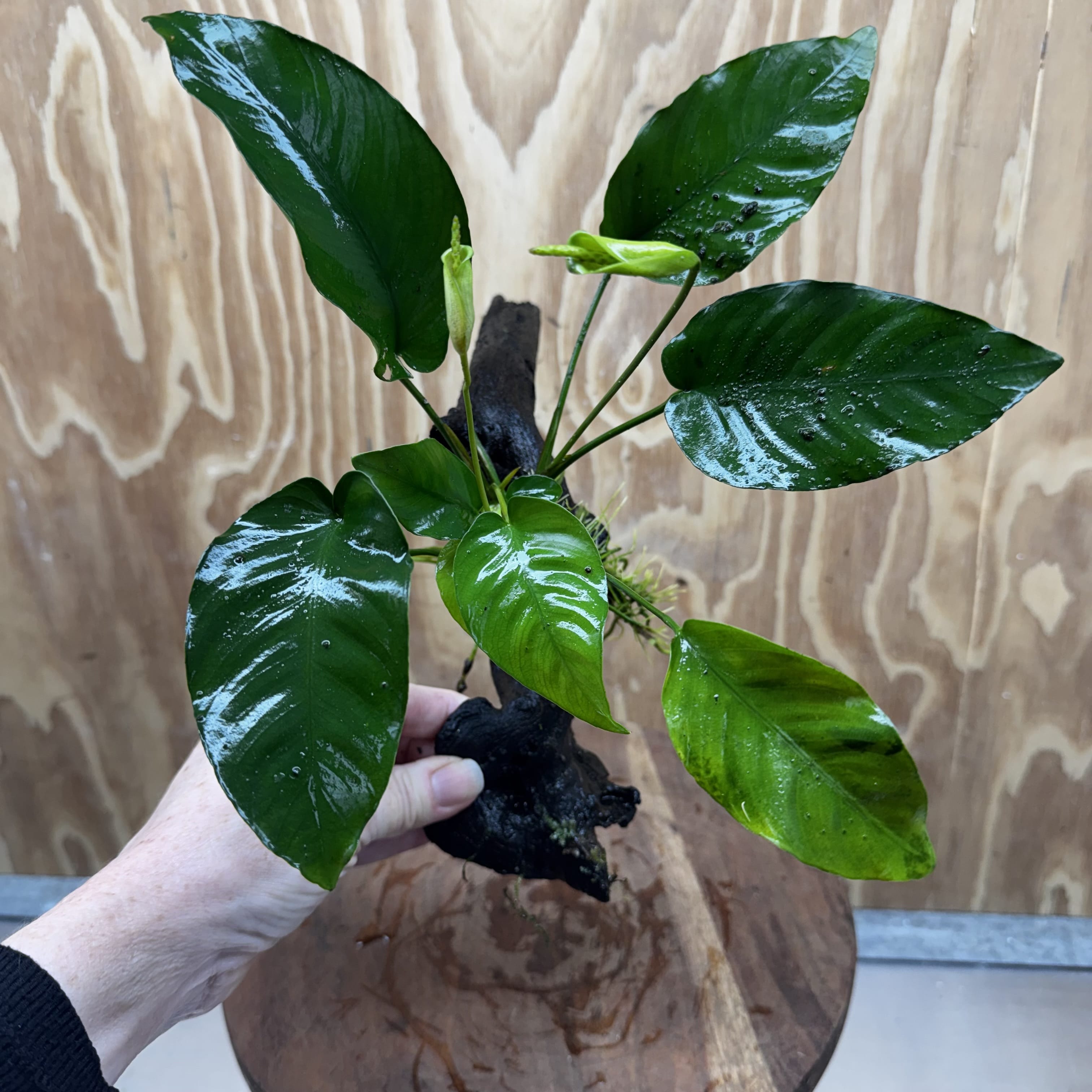 Pisces Enterprises One Only Anubias 'Old Type Barteri' on Medium Driftwood Creation - ONE ONLY - Dramatic Anubias Old Barteri on Medium Driftwood - One Only Dramatic Scapeshop