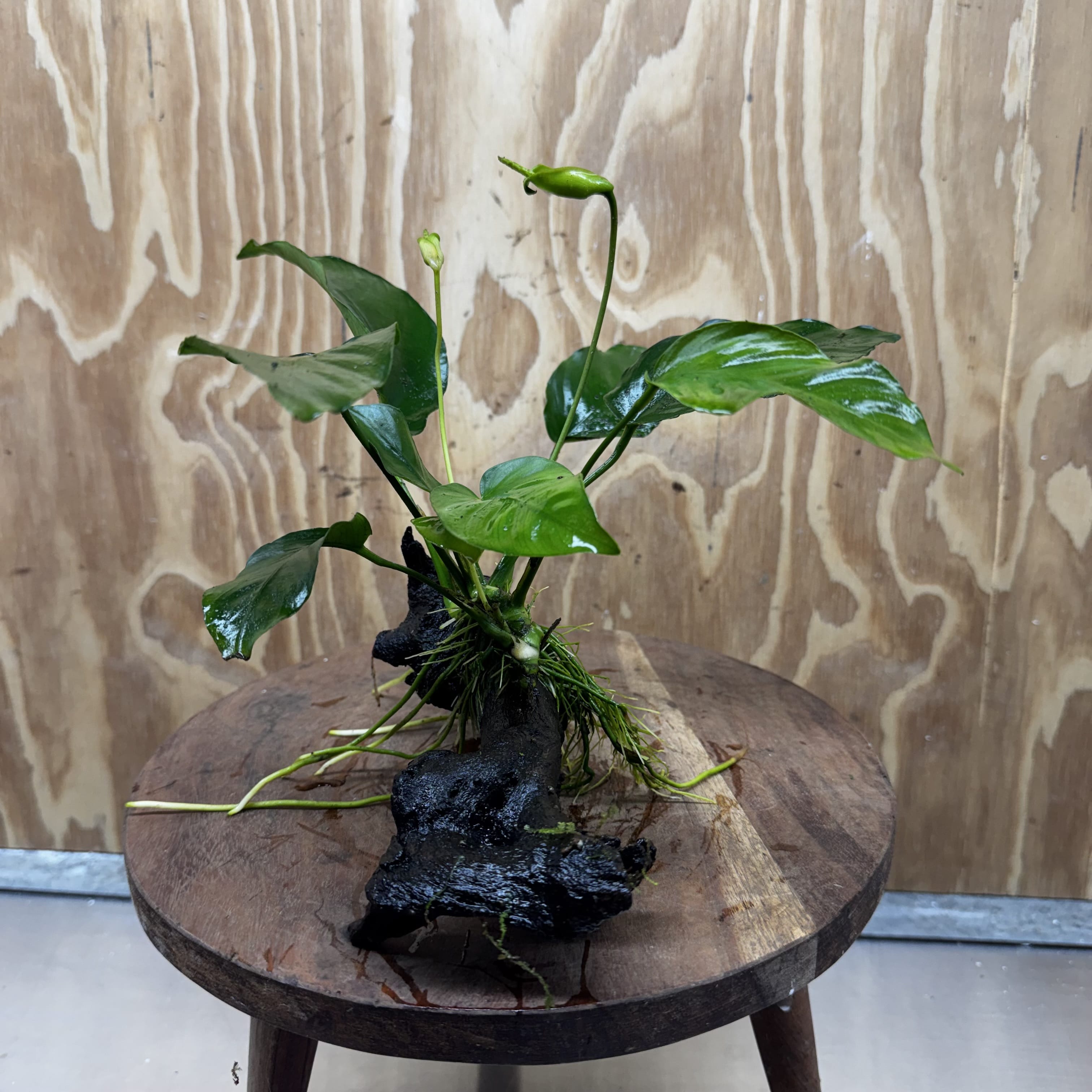 Pisces Enterprises One Only Anubias 'Old Type Barteri' on Medium Driftwood Creation - ONE ONLY - Dramatic Anubias Old Barteri on Medium Driftwood - One Only Dramatic Scapeshop