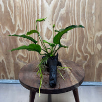 Pisces Enterprises One Only Anubias 'Old Type Barteri' on Medium Driftwood Creation - ONE ONLY - Dramatic Anubias Old Barteri on Medium Driftwood - One Only Dramatic Scapeshop