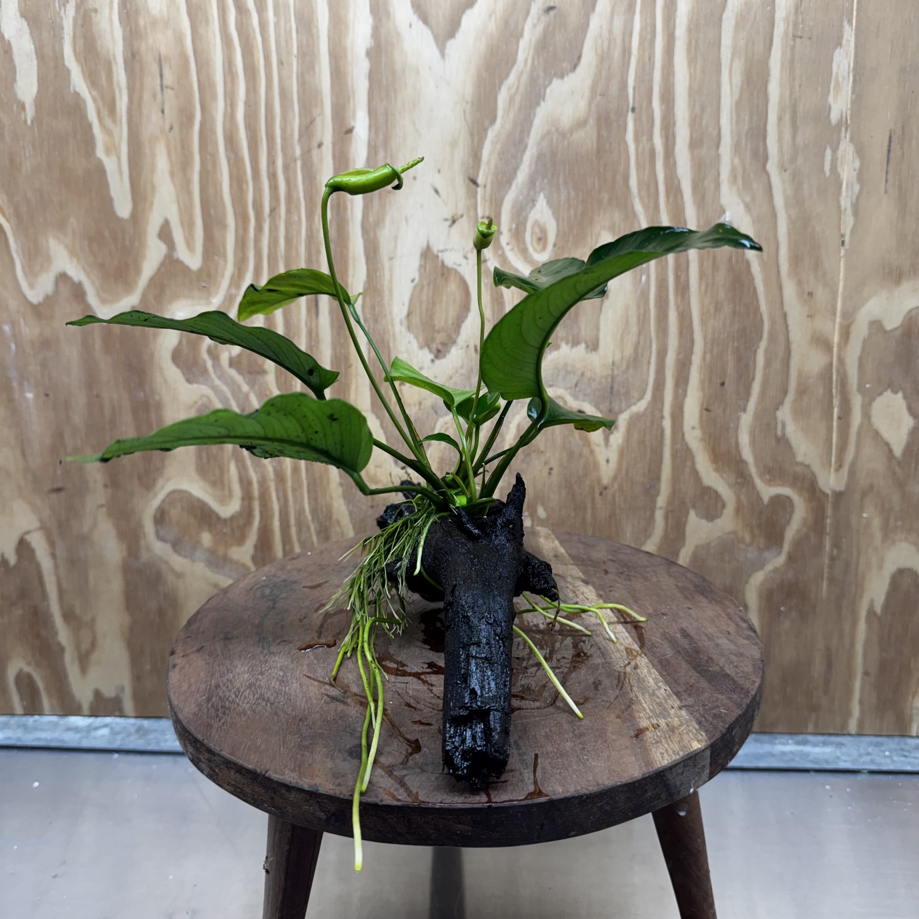 Pisces Enterprises One Only Anubias 'Old Type Barteri' on Medium Driftwood Creation - ONE ONLY - Dramatic Anubias Old Barteri on Medium Driftwood - One Only Dramatic Scapeshop