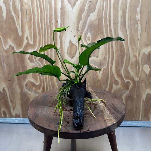 Pisces Enterprises One Only Anubias 'Old Type Barteri' on Medium Driftwood Creation - ONE ONLY - Dramatic Anubias Old Barteri on Medium Driftwood - One Only Dramatic Scapeshop
