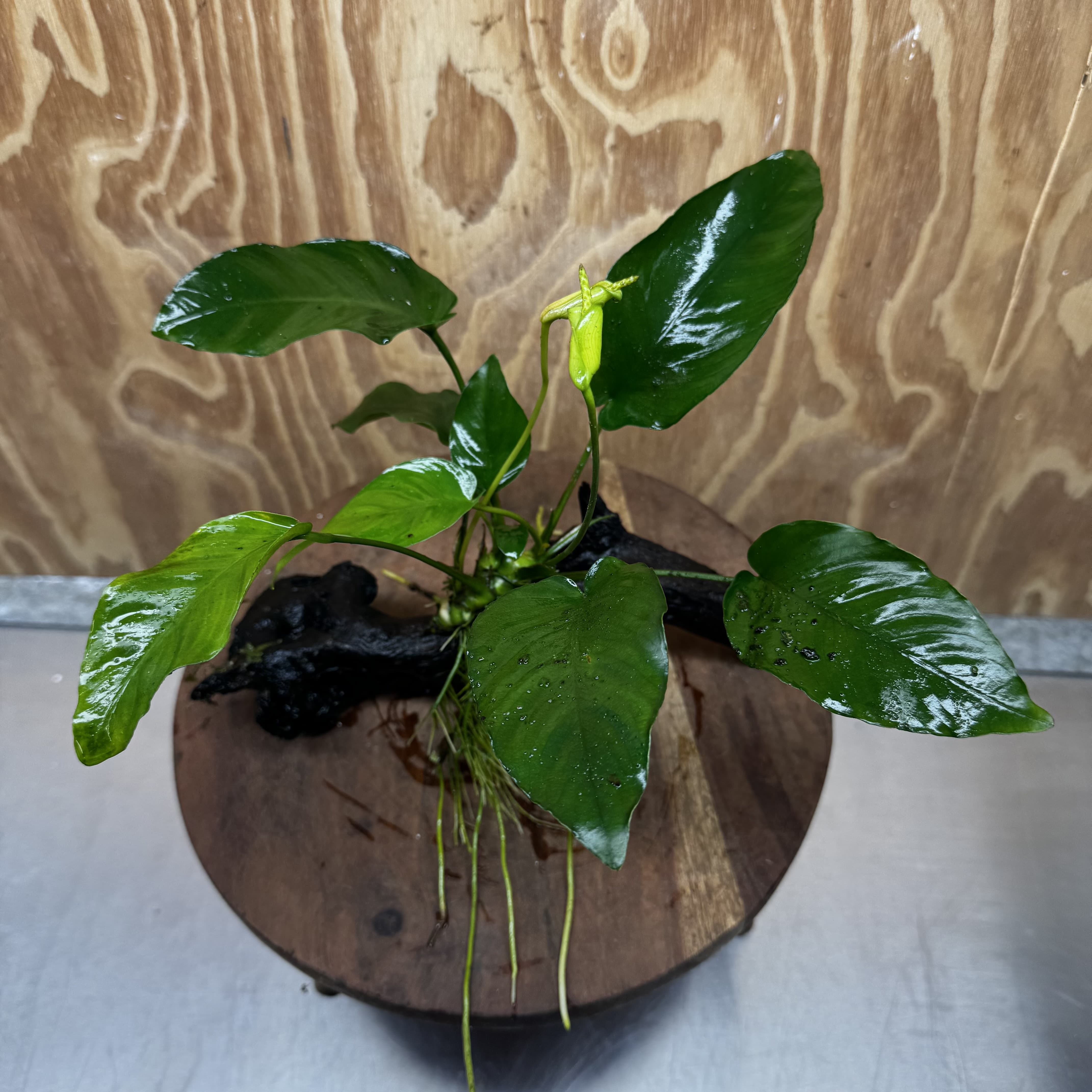 Pisces Enterprises One Only Anubias 'Old Type Barteri' on Medium Driftwood Creation - ONE ONLY - Dramatic Anubias Old Barteri on Medium Driftwood - One Only Dramatic Scapeshop