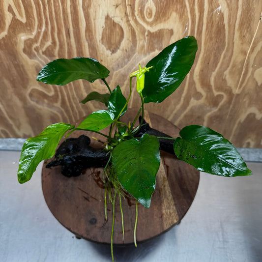 Pisces Enterprises One Only Anubias 'Old Type Barteri' on Medium Driftwood Creation - ONE ONLY - Dramatic Anubias Old Barteri on Medium Driftwood - One Only Dramatic Scapeshop