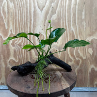 Pisces Enterprises One Only Anubias 'Old Type Barteri' on Medium Driftwood Creation - ONE ONLY - Dramatic Anubias Old Barteri on Medium Driftwood - One Only Dramatic Scapeshop