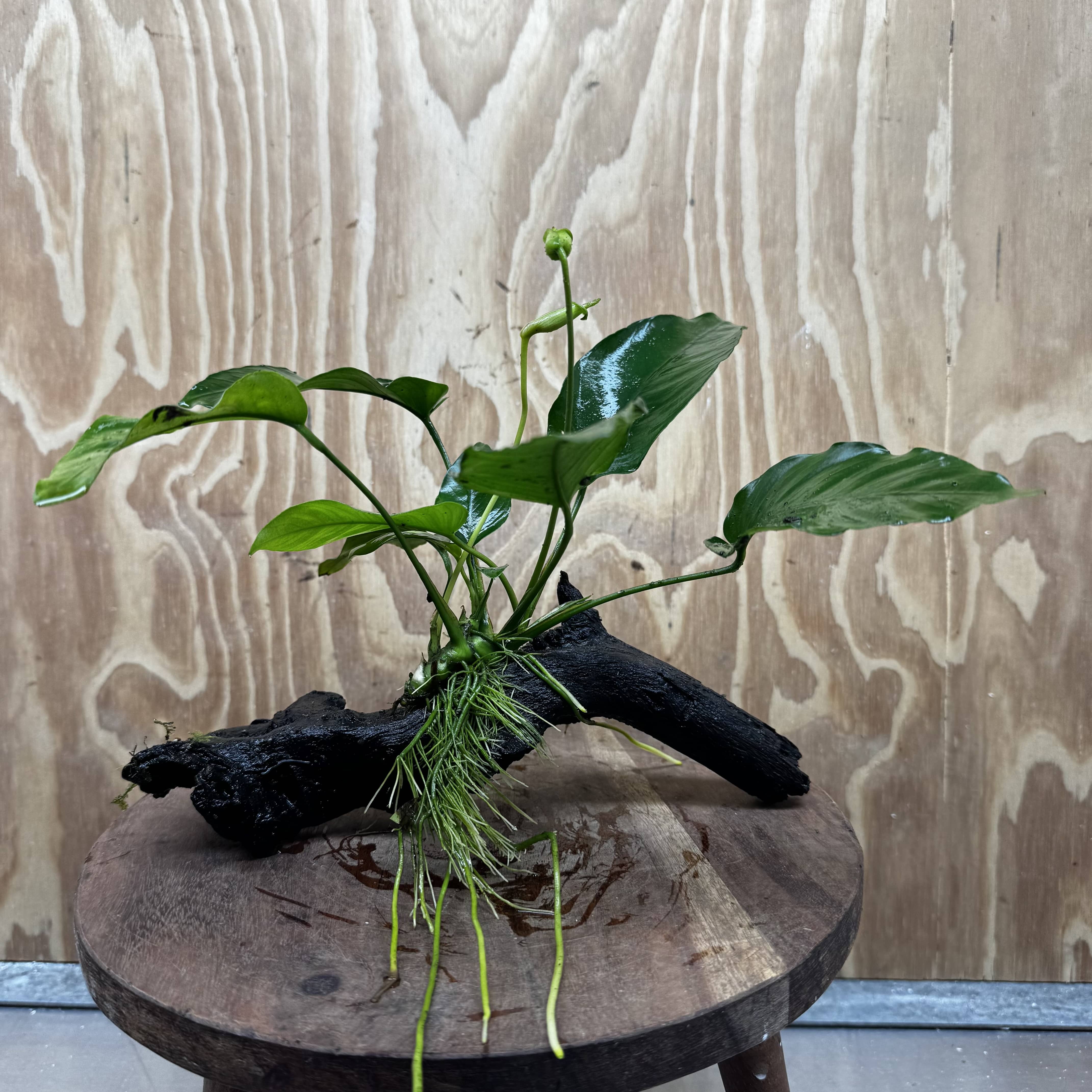 Pisces Enterprises One Only Anubias 'Old Type Barteri' on Medium Driftwood Creation - ONE ONLY - Dramatic Anubias Old Barteri on Medium Driftwood - One Only Dramatic Scapeshop