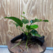 Pisces Enterprises One Only Anubias 'Old Type Barteri' on Medium Driftwood Creation - ONE ONLY - Dramatic Anubias Old Barteri on Medium Driftwood - One Only Dramatic Scapeshop