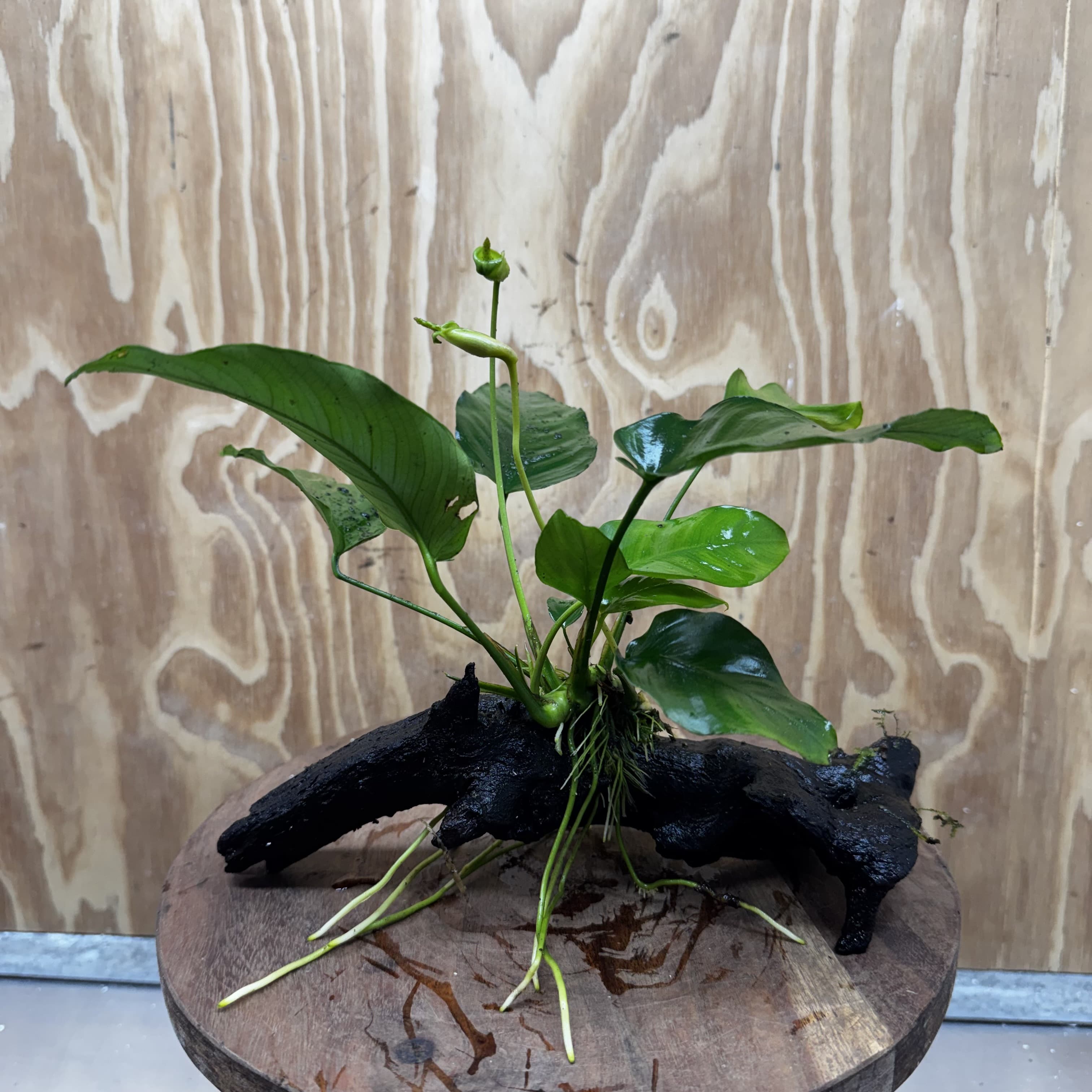 Pisces Enterprises One Only Anubias 'Old Type Barteri' on Medium Driftwood Creation - ONE ONLY - Dramatic Anubias Old Barteri on Medium Driftwood - One Only Dramatic Scapeshop
