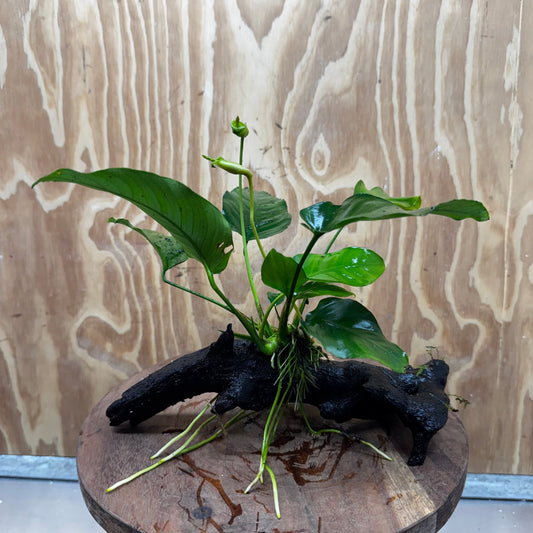 Pisces Enterprises One Only Anubias 'Old Type Barteri' on Medium Driftwood Creation - ONE ONLY - Dramatic Anubias Old Barteri on Medium Driftwood - One Only Dramatic Scapeshop