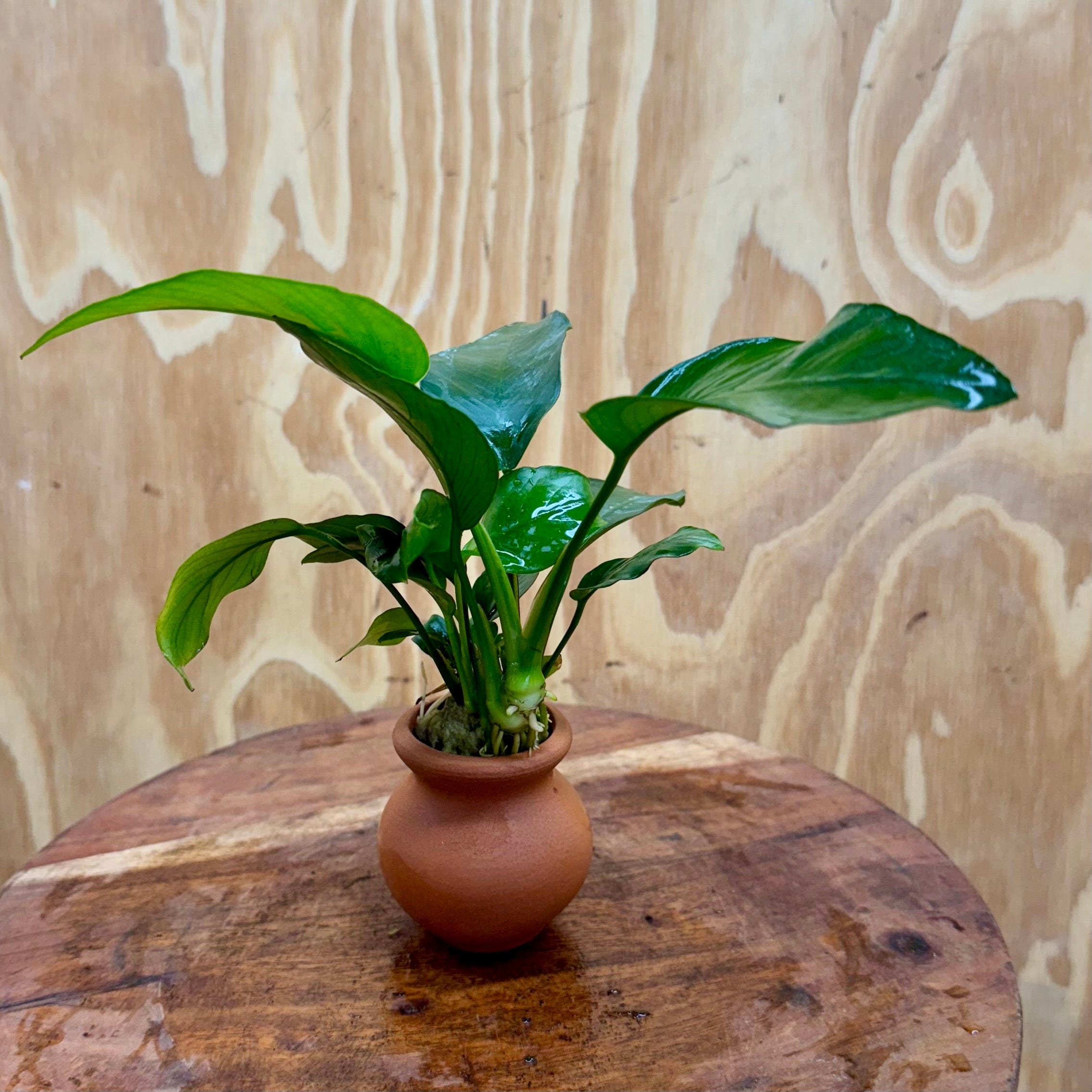 Scapeshop.com.au One Only Anubias Old type Barteri Vase Urn - One Only Anubias Barteri OT Vase Urn One Only - Buy Aquarium Plants Australia