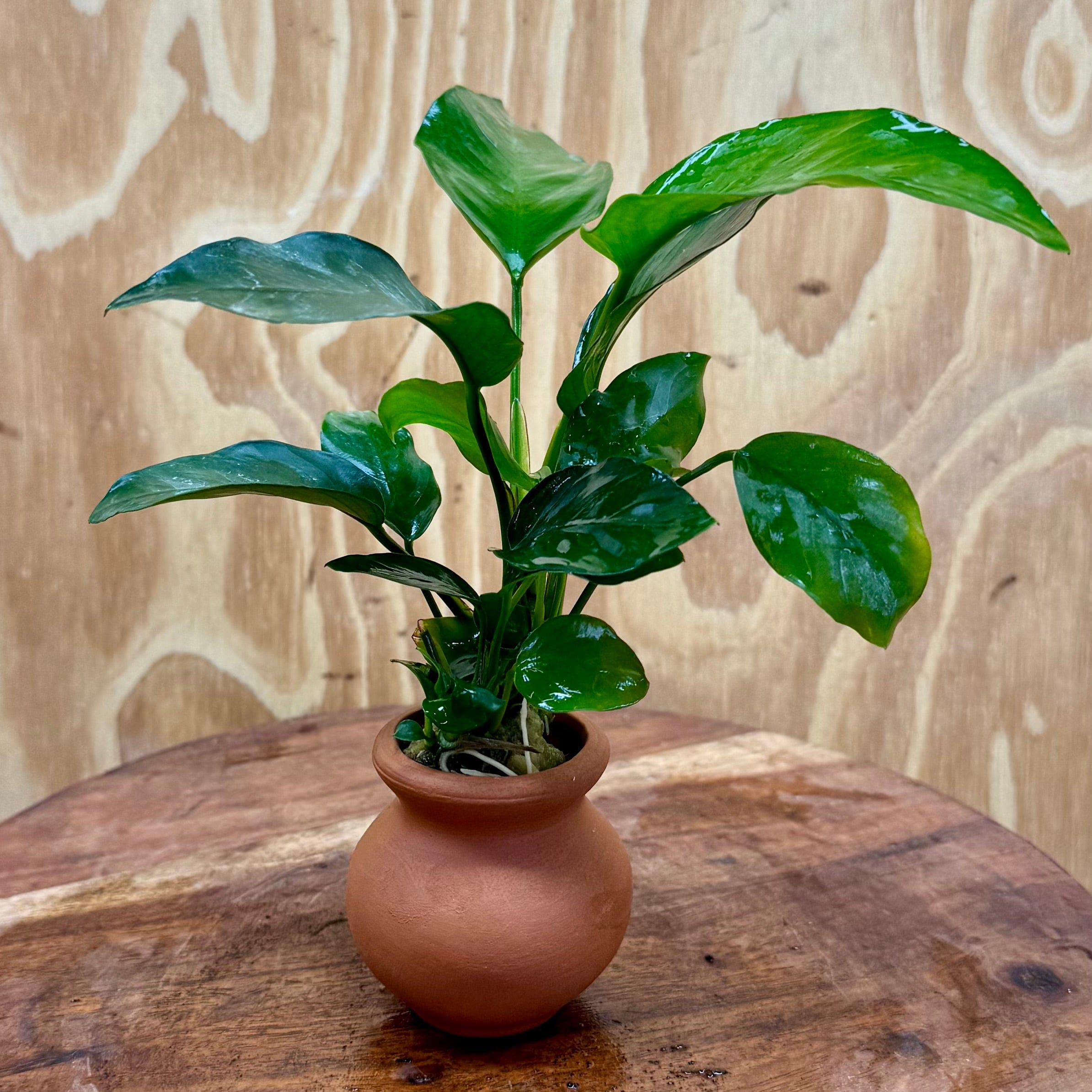 Scapeshop.com.au One Only Anubias Old type Barteri Vase Urn - One Only Anubias Barteri OT Vase Urn One Only - Buy Aquarium Plants Australia