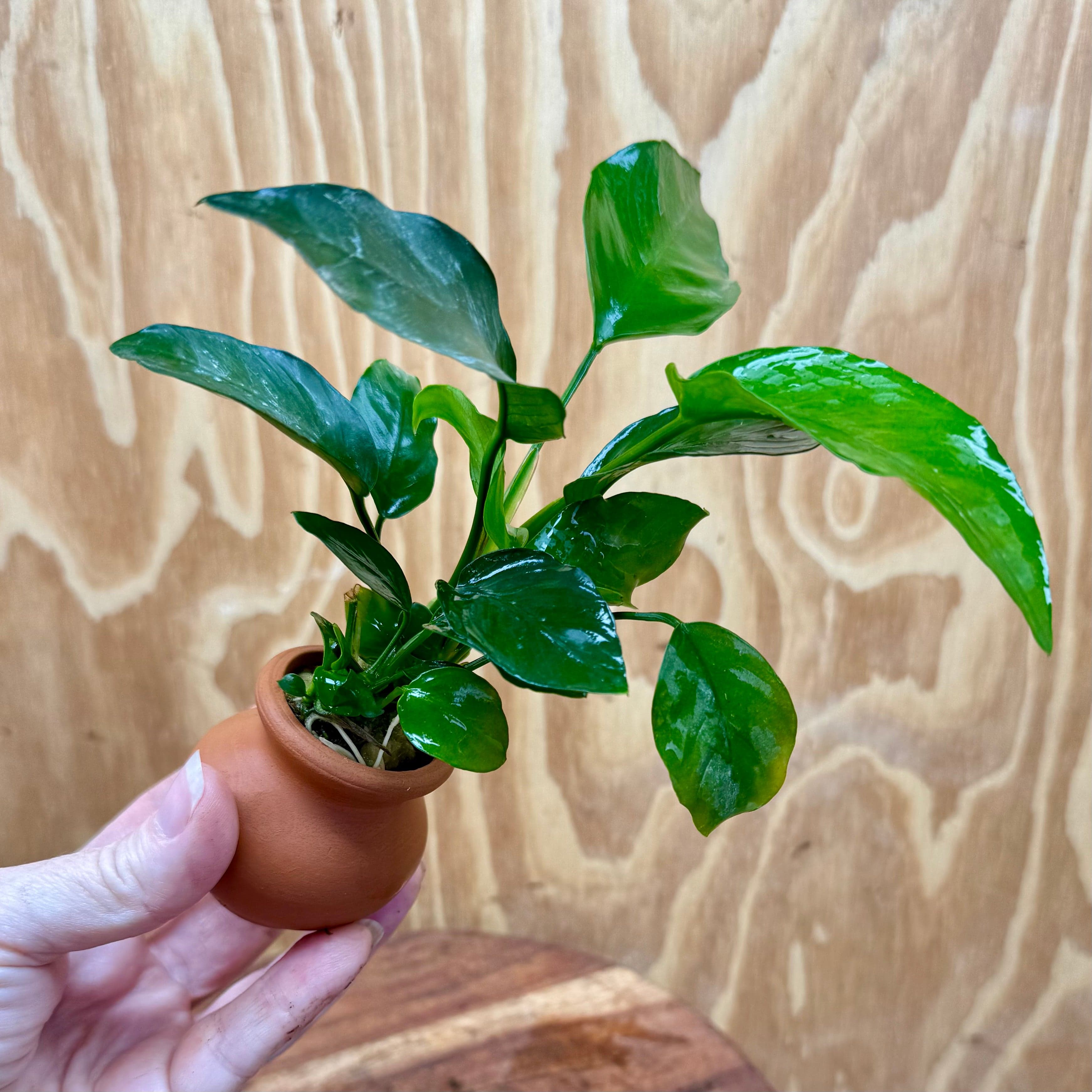 Scapeshop.com.au One Only Anubias Old type Barteri Vase Urn - One Only Anubias Barteri OT Vase Urn One Only - Buy Aquarium Plants Australia