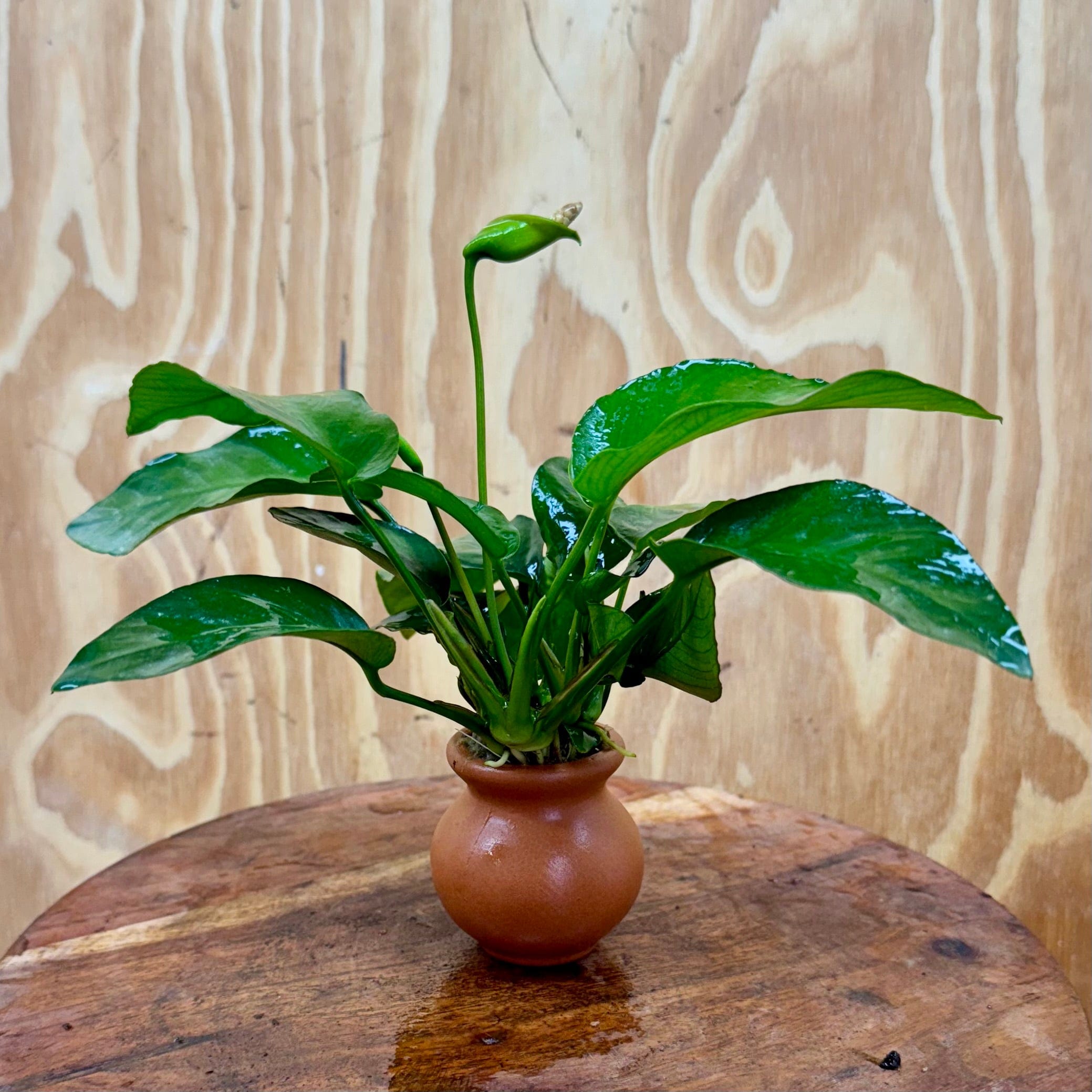 Scapeshop.com.au One Only Anubias Old type Barteri Vase Urn - One Only Anubias Barteri OT Vase Urn One Only - Buy Aquarium Plants Australia