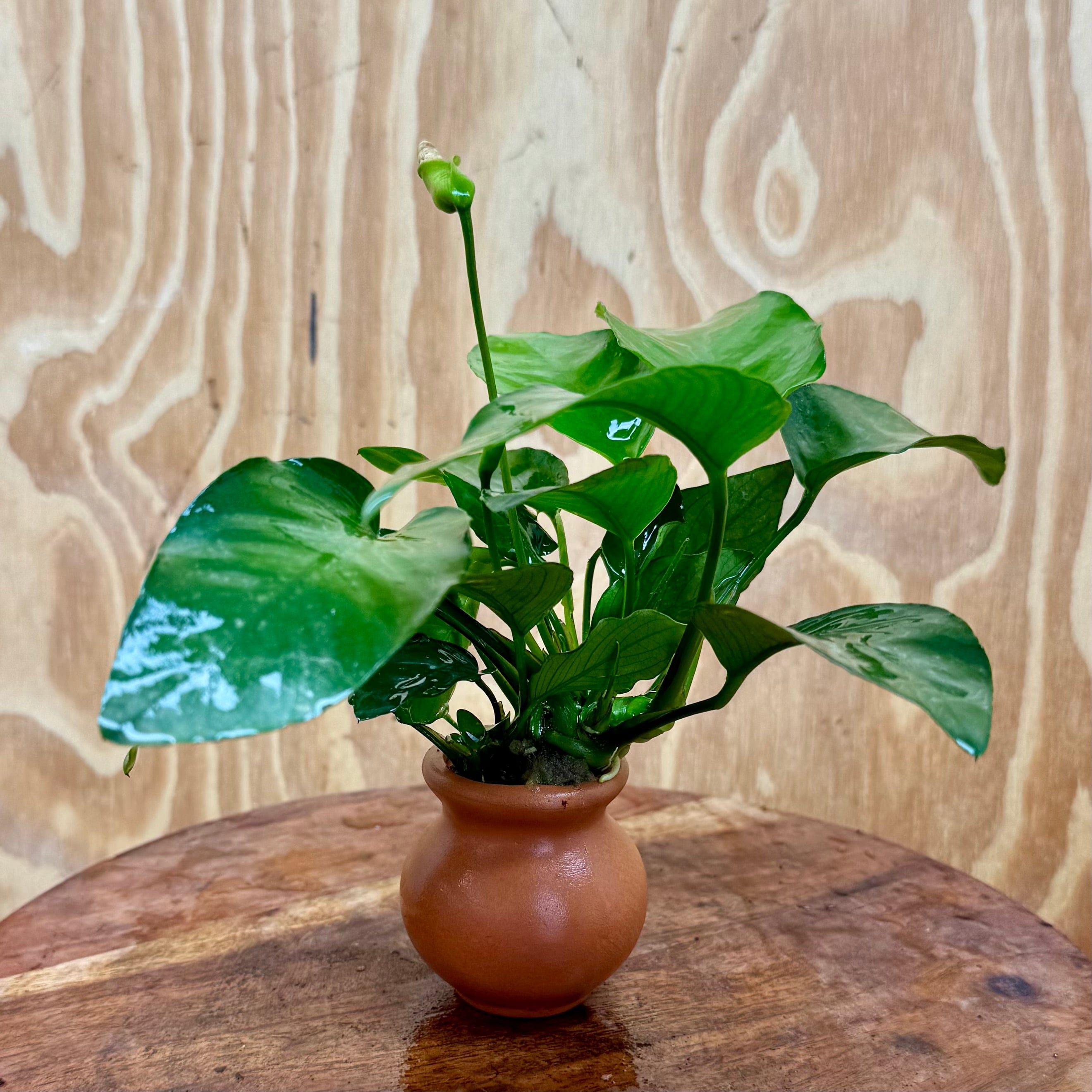 Scapeshop.com.au One Only Anubias Old type Barteri Vase Urn - One Only Anubias Barteri OT Vase Urn One Only - Buy Aquarium Plants Australia