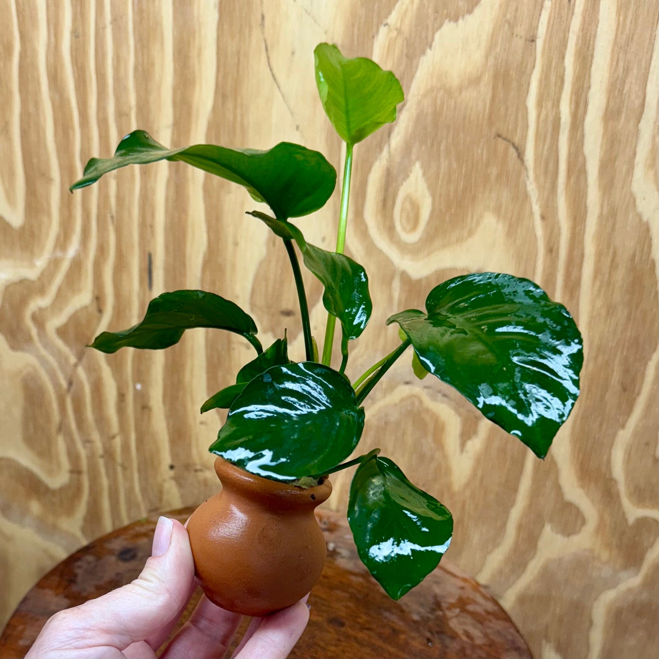 Scapeshop.com.au One Only Anubias Old type Barteri Vase Urn - One Only Anubias Barteri OT Vase Urn One Only - Buy Aquarium Plants Australia