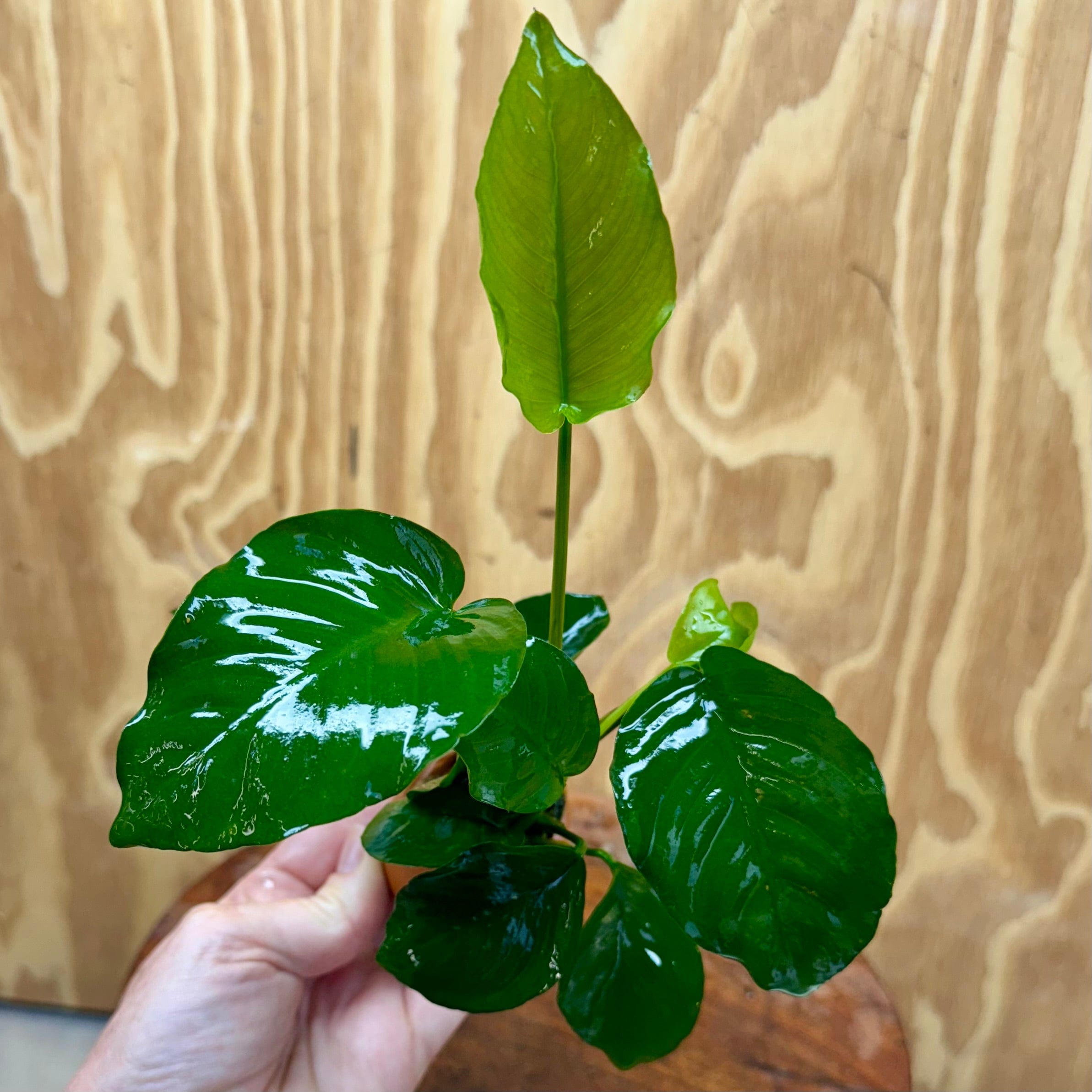 Scapeshop.com.au One Only Anubias Old type Barteri Vase Urn - One Only Anubias Barteri OT Vase Urn One Only - Buy Aquarium Plants Australia