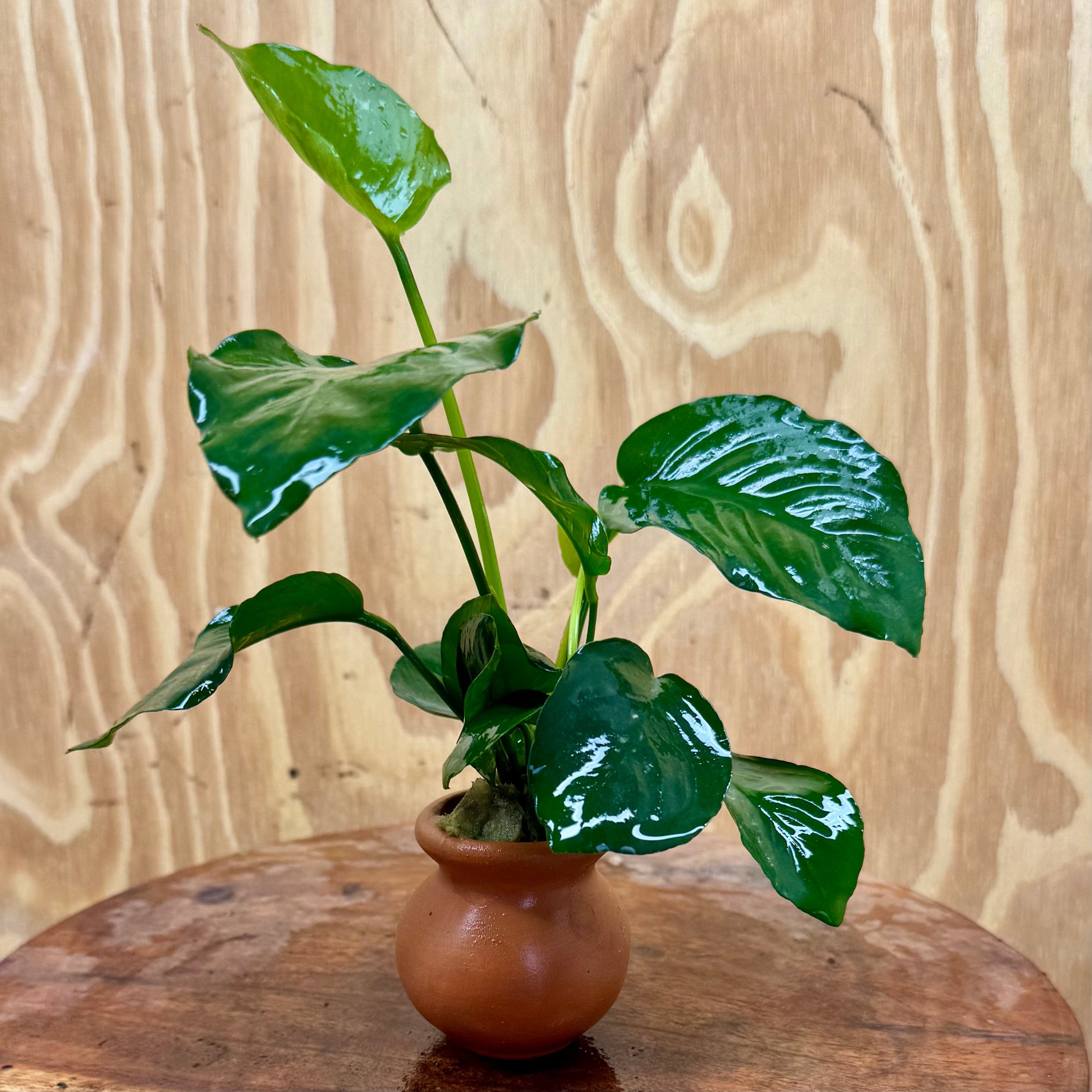 Scapeshop.com.au One Only Anubias Old type Barteri Vase Urn - One Only Anubias Barteri OT Vase Urn One Only - Buy Aquarium Plants Australia