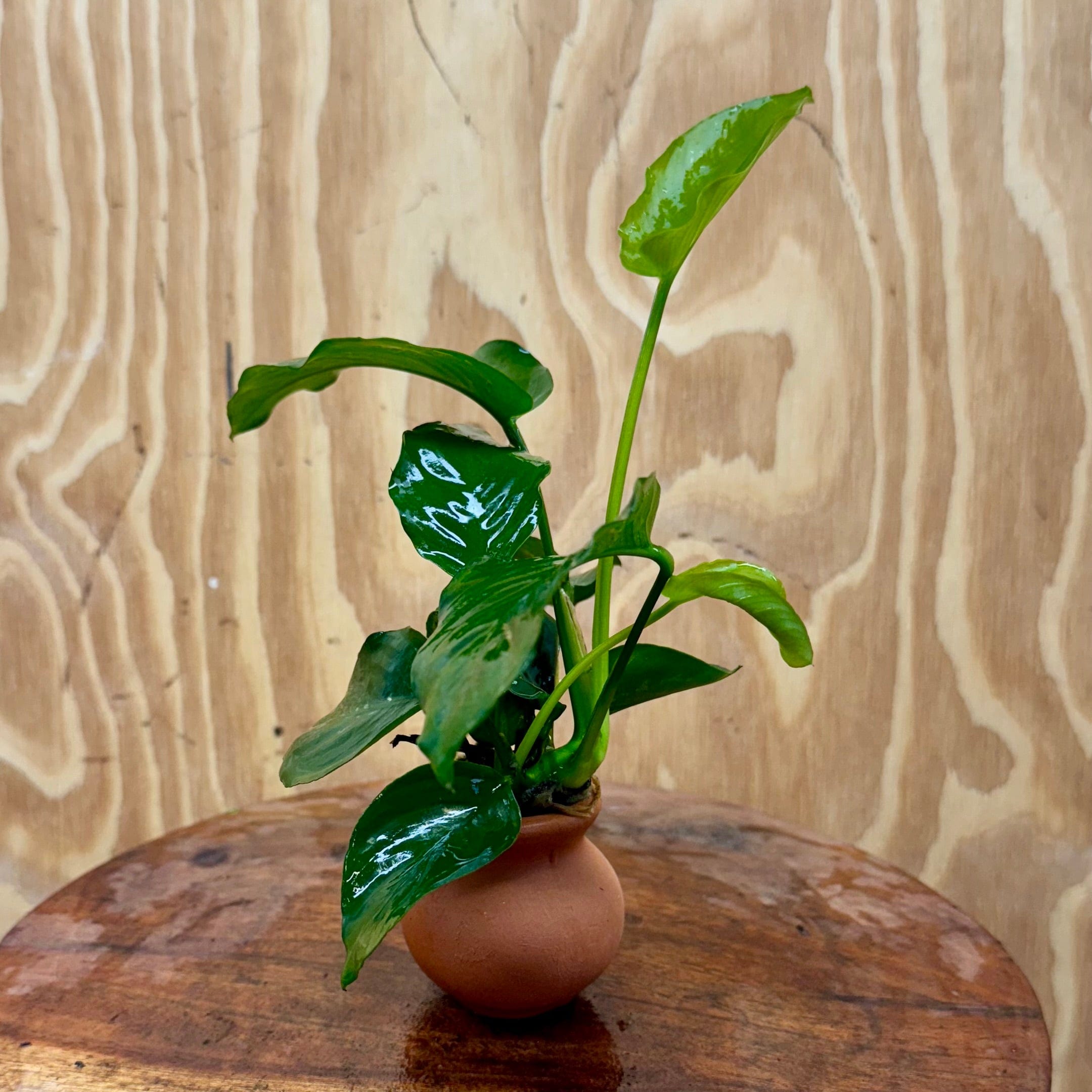 Scapeshop.com.au One Only Anubias Old type Barteri Vase Urn - One Only Anubias Barteri OT Vase Urn One Only - Buy Aquarium Plants Australia