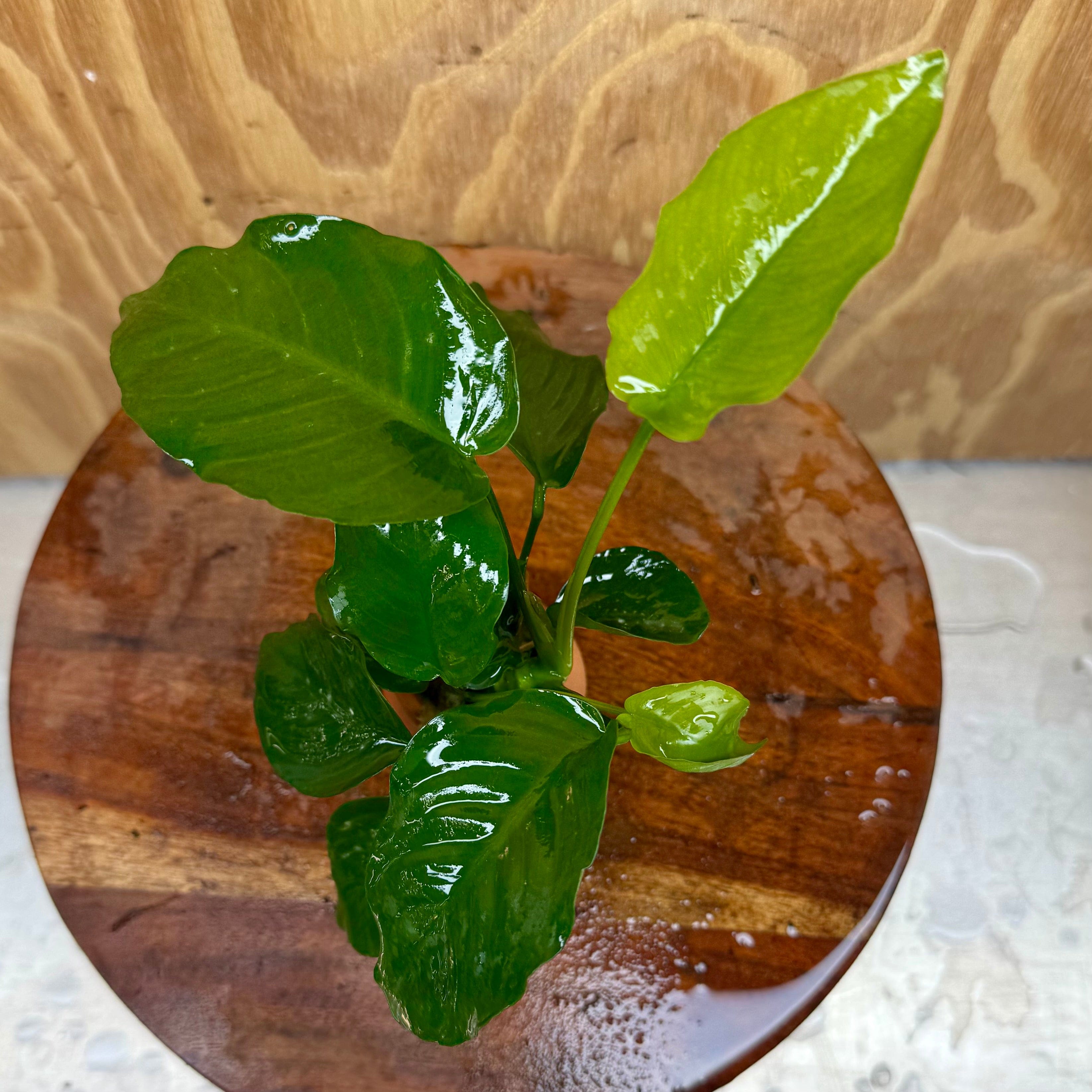 Scapeshop.com.au One Only Anubias Old type Barteri Vase Urn - One Only Anubias Barteri OT Vase Urn One Only - Buy Aquarium Plants Australia