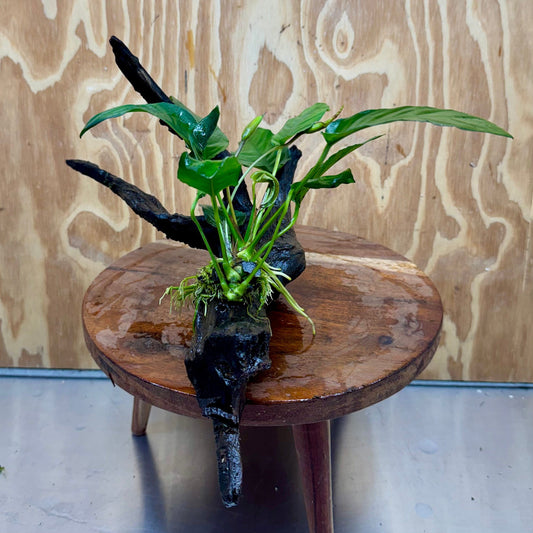 Pisces Enterprises One Only Anubias 'Paco' on Large Driftwood Creation - ONE ONLY Anubias Paco on Large Driftwood - One Only (B) Scapeshop Australia