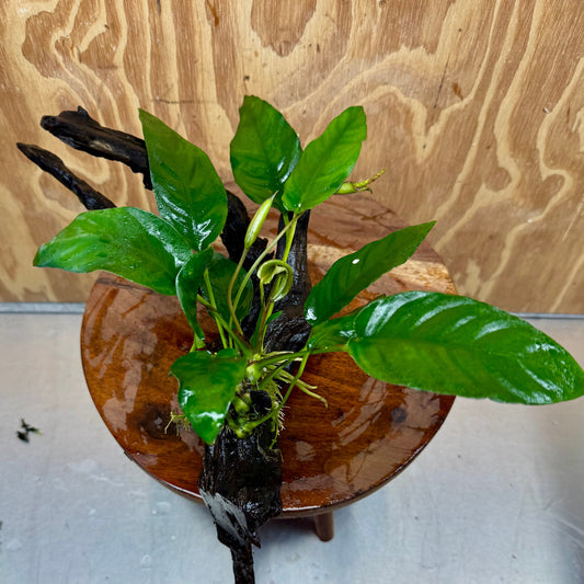 Pisces Enterprises One Only Anubias 'Paco' on Large Driftwood Creation - ONE ONLY Anubias Paco on Large Driftwood - One Only (B) Scapeshop Australia