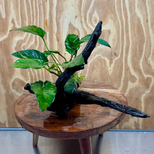 Pisces Enterprises One Only Anubias 'Paco' on Large Driftwood Creation - ONE ONLY Anubias Paco on Large Driftwood - One Only (B) Scapeshop Australia