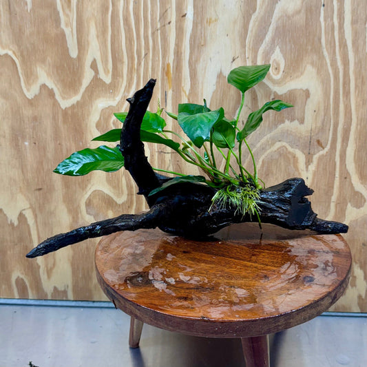 Pisces Enterprises One Only Anubias 'Paco' on Large Driftwood Creation - ONE ONLY Anubias Paco on Large Driftwood - One Only (B) Scapeshop Australia