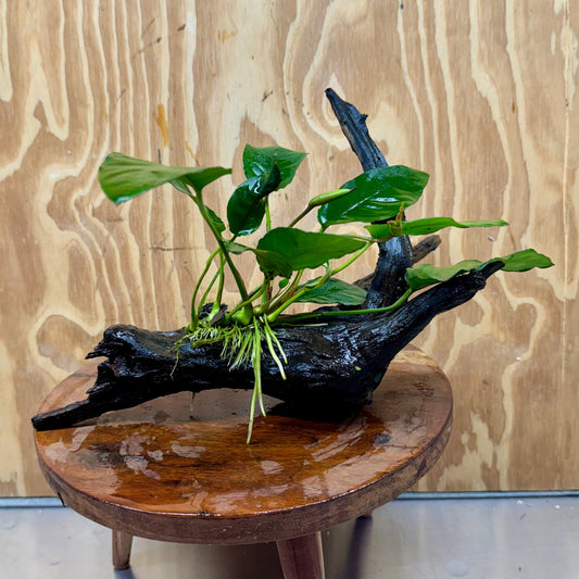 Pisces Enterprises One Only Anubias 'Paco' on Large Driftwood Creation - ONE ONLY Anubias Paco on Large Driftwood - One Only (B) Scapeshop Australia