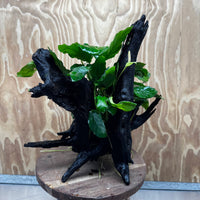 Pisces Enterprises One Only Anubias 'Paco' on Large Driftwood Creation - ONE ONLY Anubias Paco on Large Driftwood - One Only Scapeshop Australia