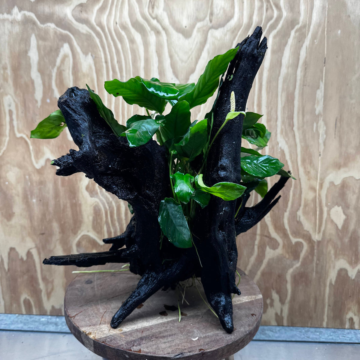 Pisces Enterprises One Only Anubias 'Paco' on Large Driftwood Creation - ONE ONLY Anubias Paco on Large Driftwood - One Only Scapeshop Australia
