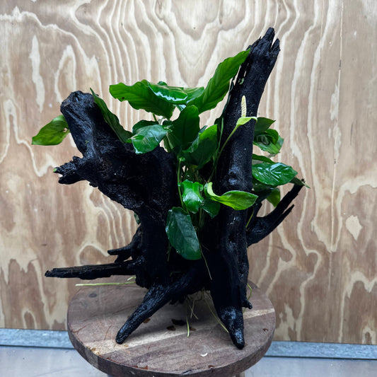 Pisces Enterprises One Only Anubias 'Paco' on Large Driftwood Creation - ONE ONLY Anubias Paco on Large Driftwood - One Only Scapeshop Australia