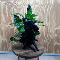 Pisces Enterprises One Only Anubias 'Paco' on Large Driftwood Creation - ONE ONLY Anubias Paco on Large Driftwood - One Only Scapeshop Australia