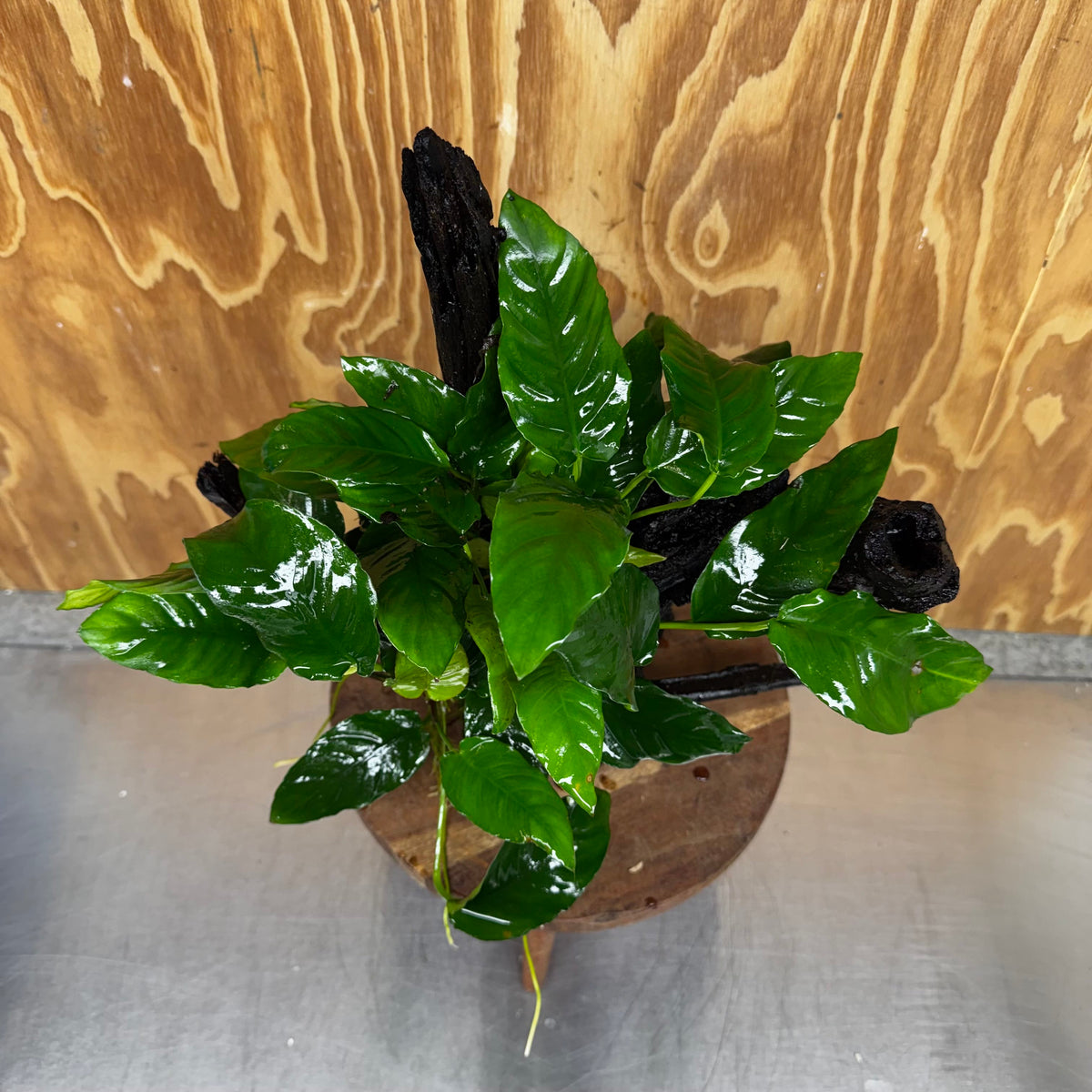 Pisces Enterprises One Only Anubias 'Paco' on Large Driftwood Creation - ONE ONLY Anubias Paco on Large Driftwood - One Only Scapeshop Australia