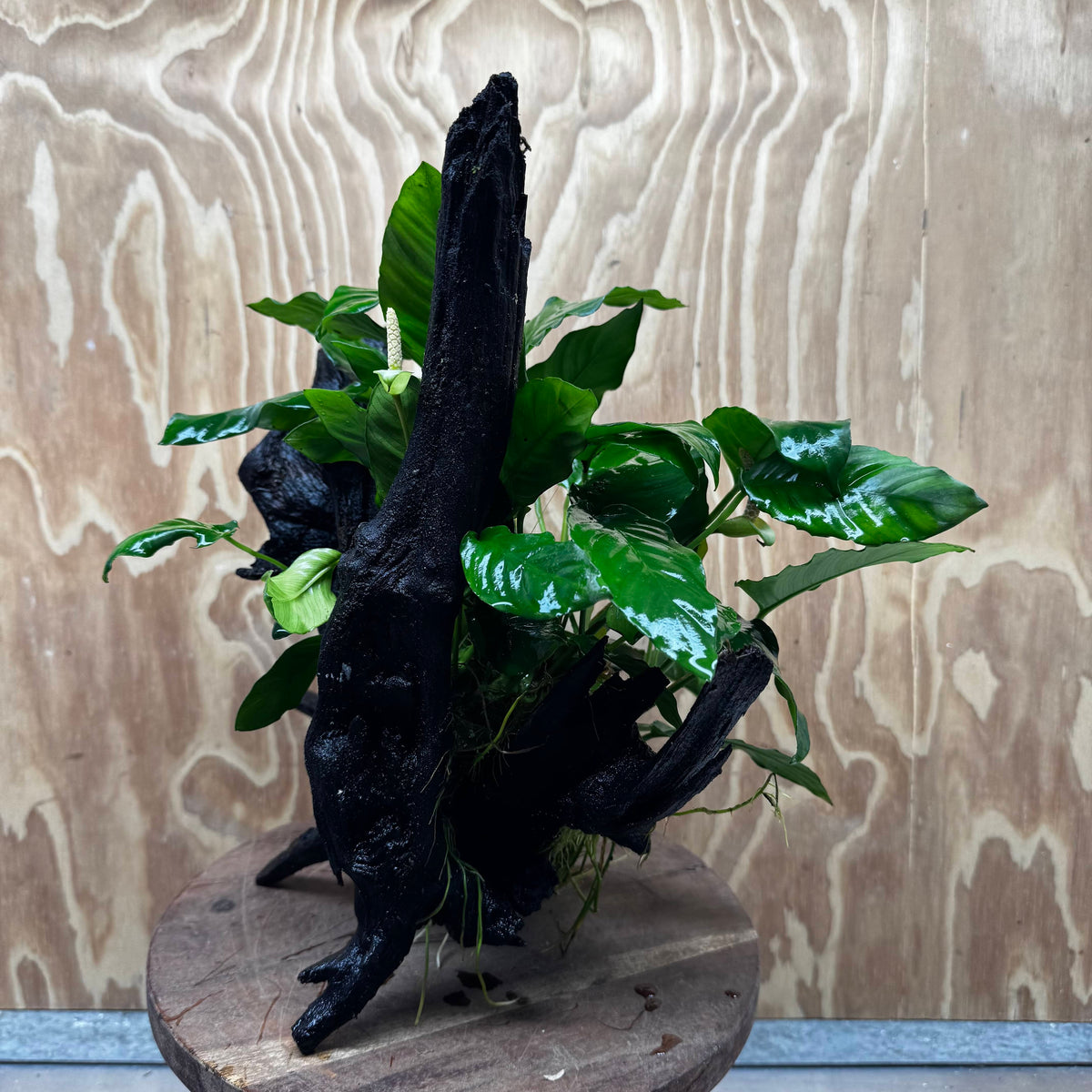 Pisces Enterprises One Only Anubias 'Paco' on Large Driftwood Creation - ONE ONLY Anubias Paco on Large Driftwood - One Only Scapeshop Australia