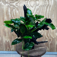 Pisces Enterprises One Only Anubias 'Paco' on Large Driftwood Creation - ONE ONLY Anubias Paco on Large Driftwood - One Only Scapeshop Australia